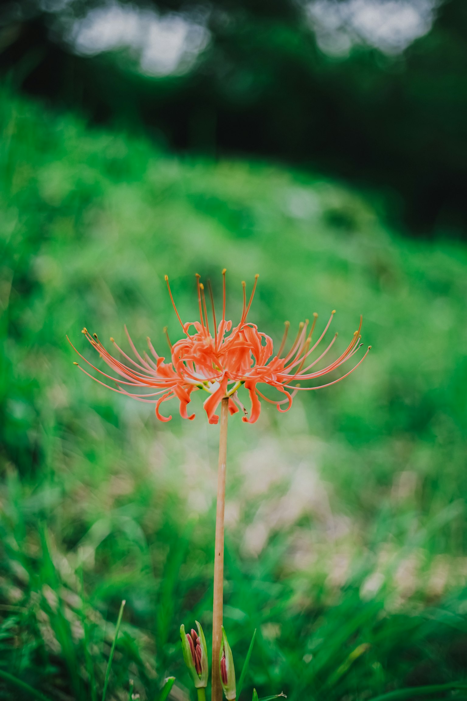 A red spider lily flower standing against a green background