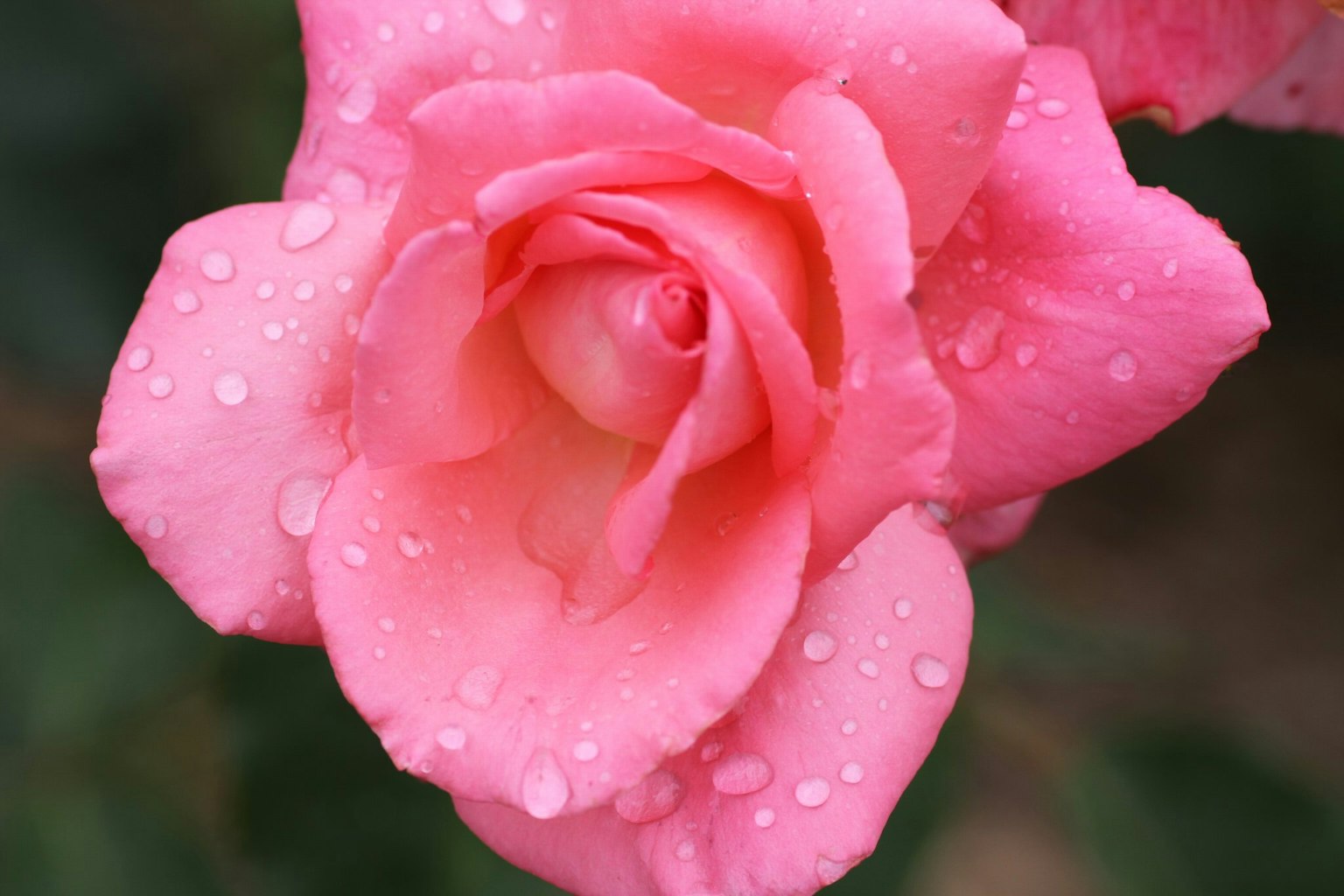 Close-up of a pink rose with water droplets