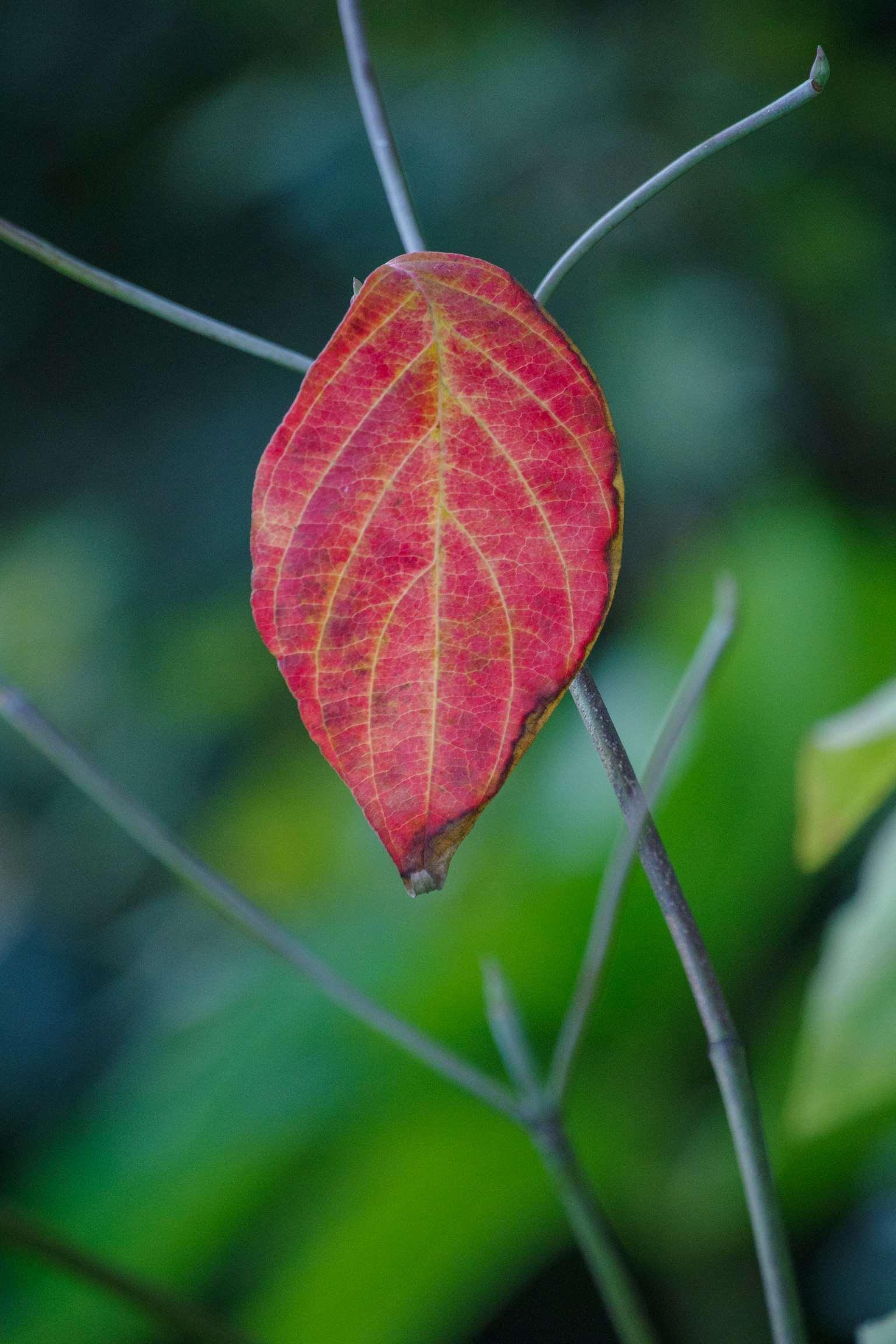 Daun merah cerah menggantung di cabang tipis dengan latar belakang hijau kabur