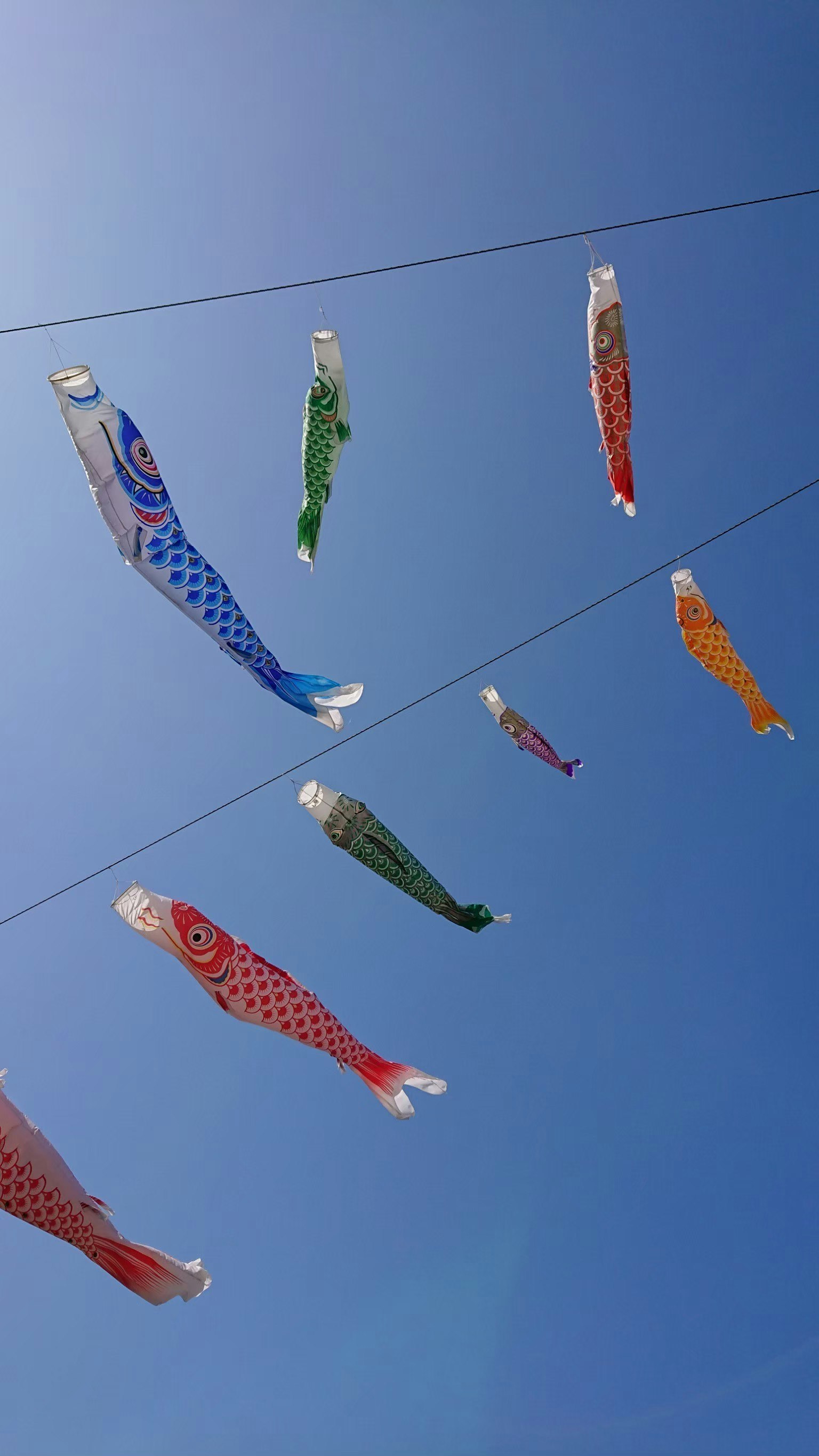 Drapeaux de poissons koi colorés flottant dans le ciel bleu