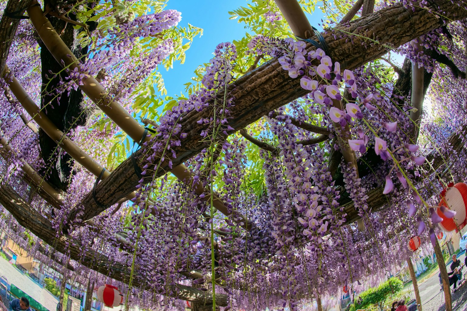 Vista dal basso di una struttura in legno adornata con fiori di glicine viola