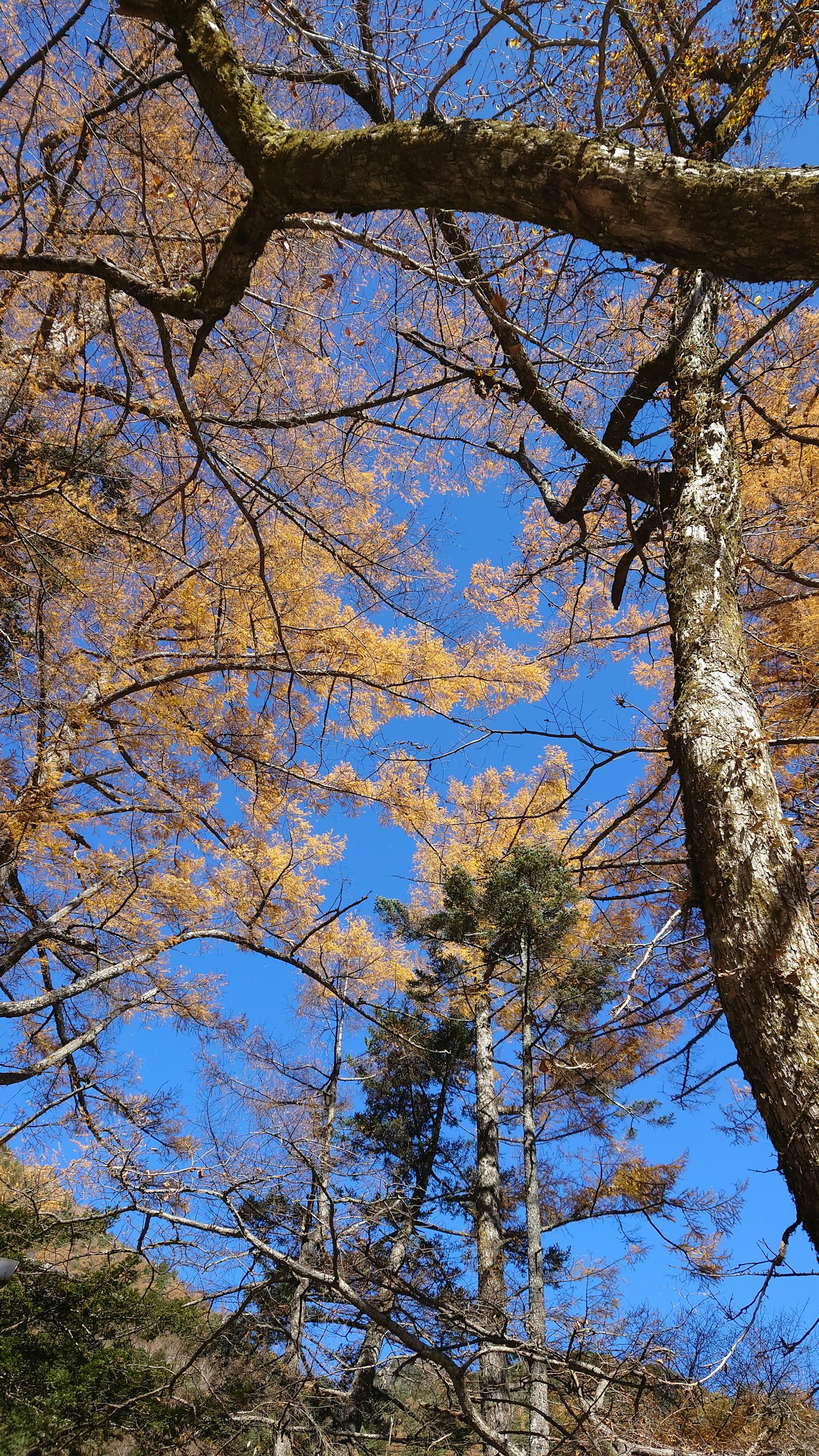 Bäume mit herbstlichen Blättern vor blauem Himmel