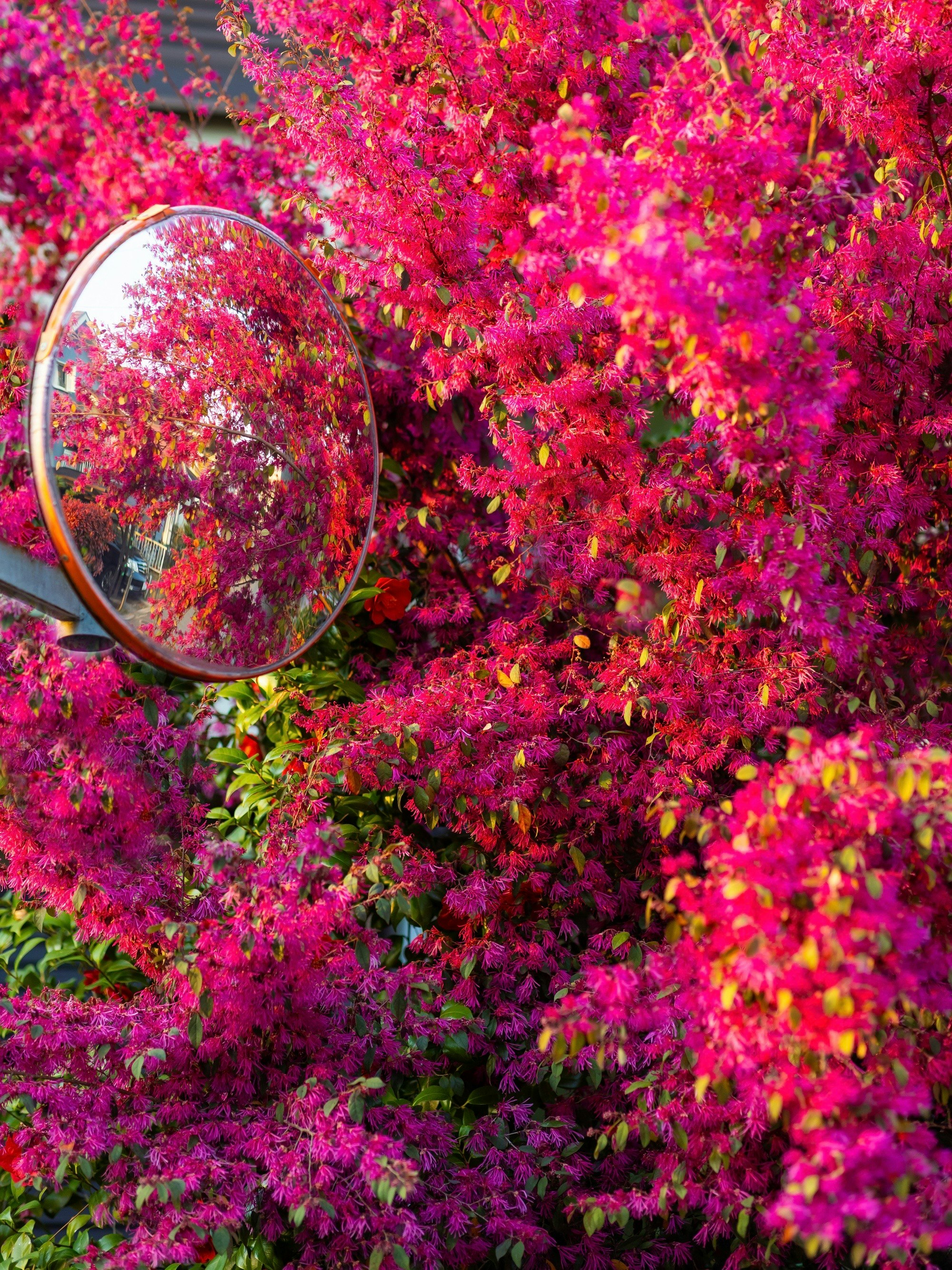 ピンクの花の群生に虫眼鏡を当てた春の花壇