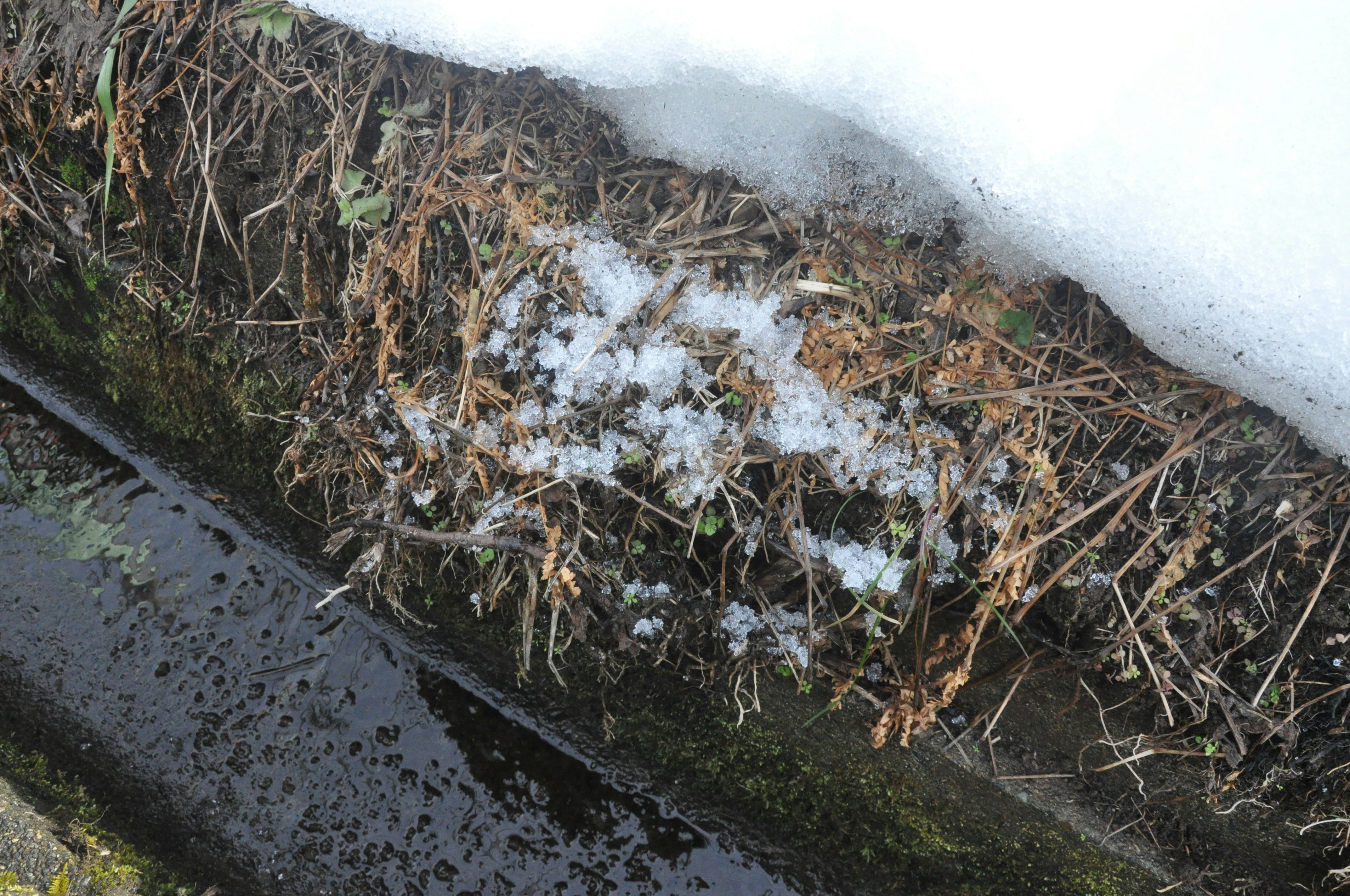 水溝邊的白色泡沫與枯草