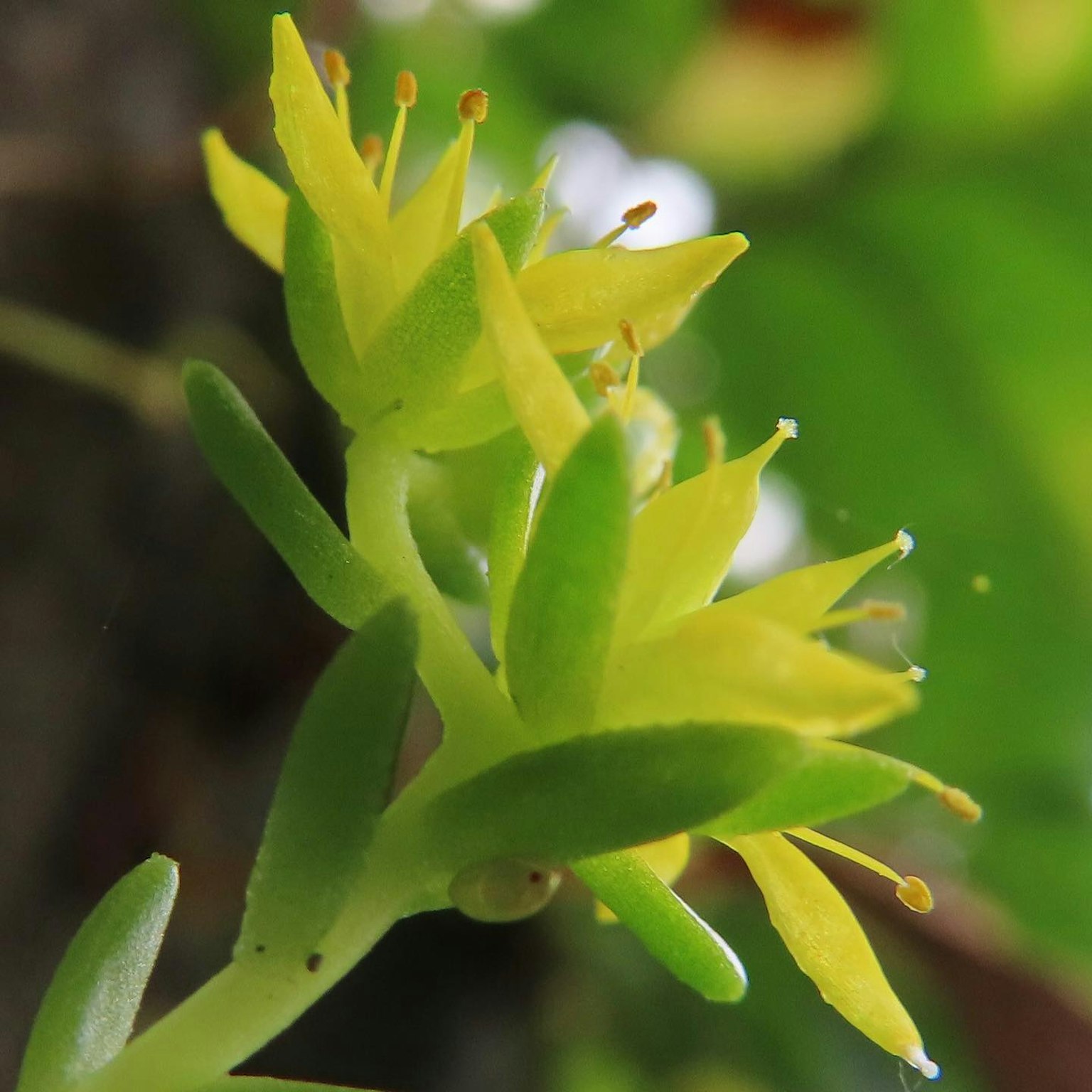 Acercamiento de una planta con hojas verdes y flores amarillas