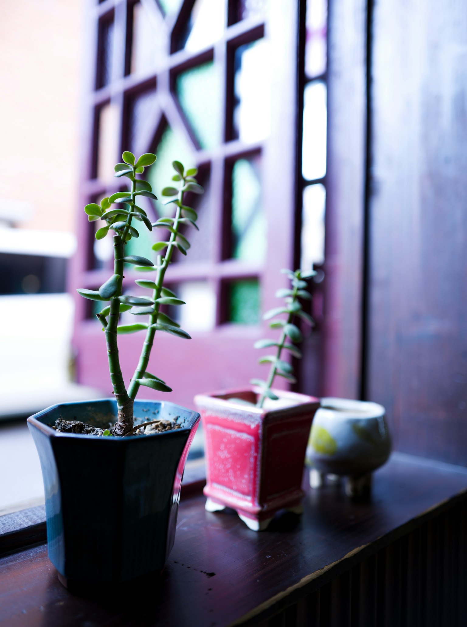 Plantes en pot disposées sur un rebord de fenêtre avec un fond en bois
