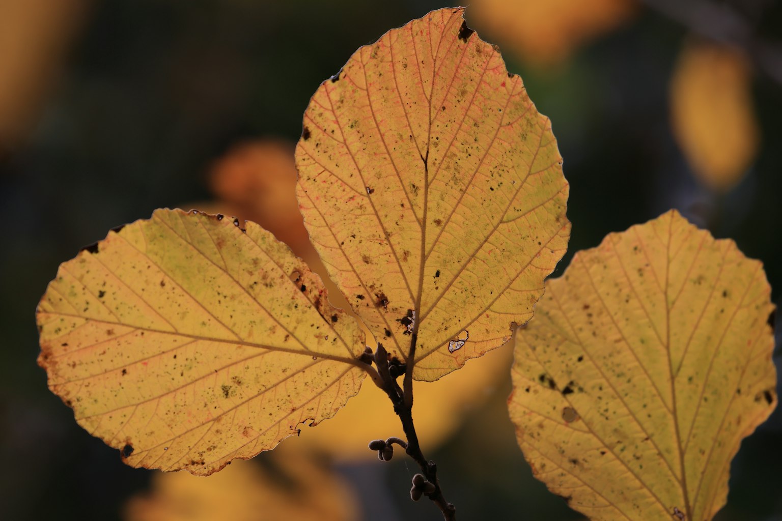 Primo piano di foglie gialle d'autunno con vene visibili