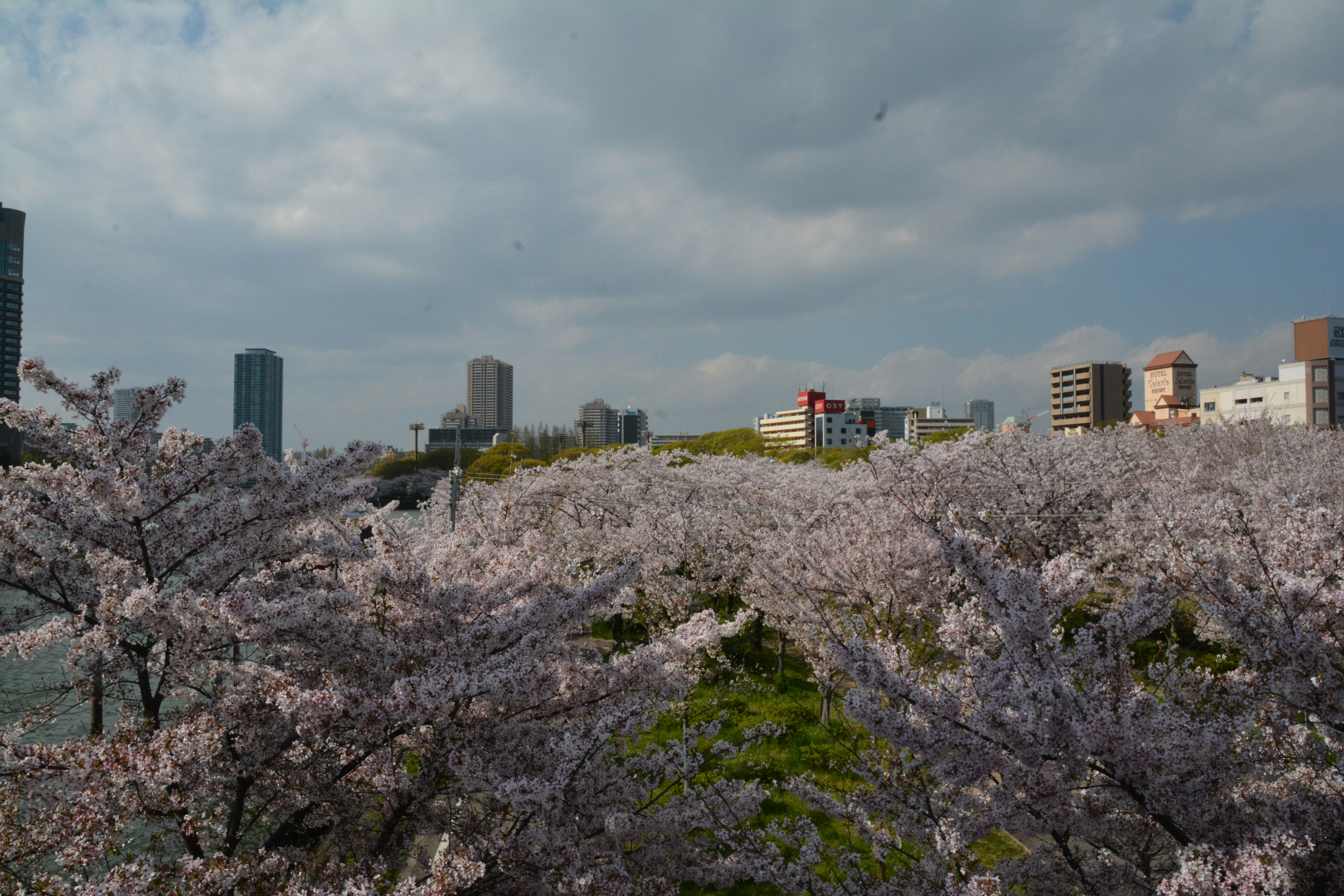 Vista primaverile di ciliegi in fiore con grattacieli sullo sfondo