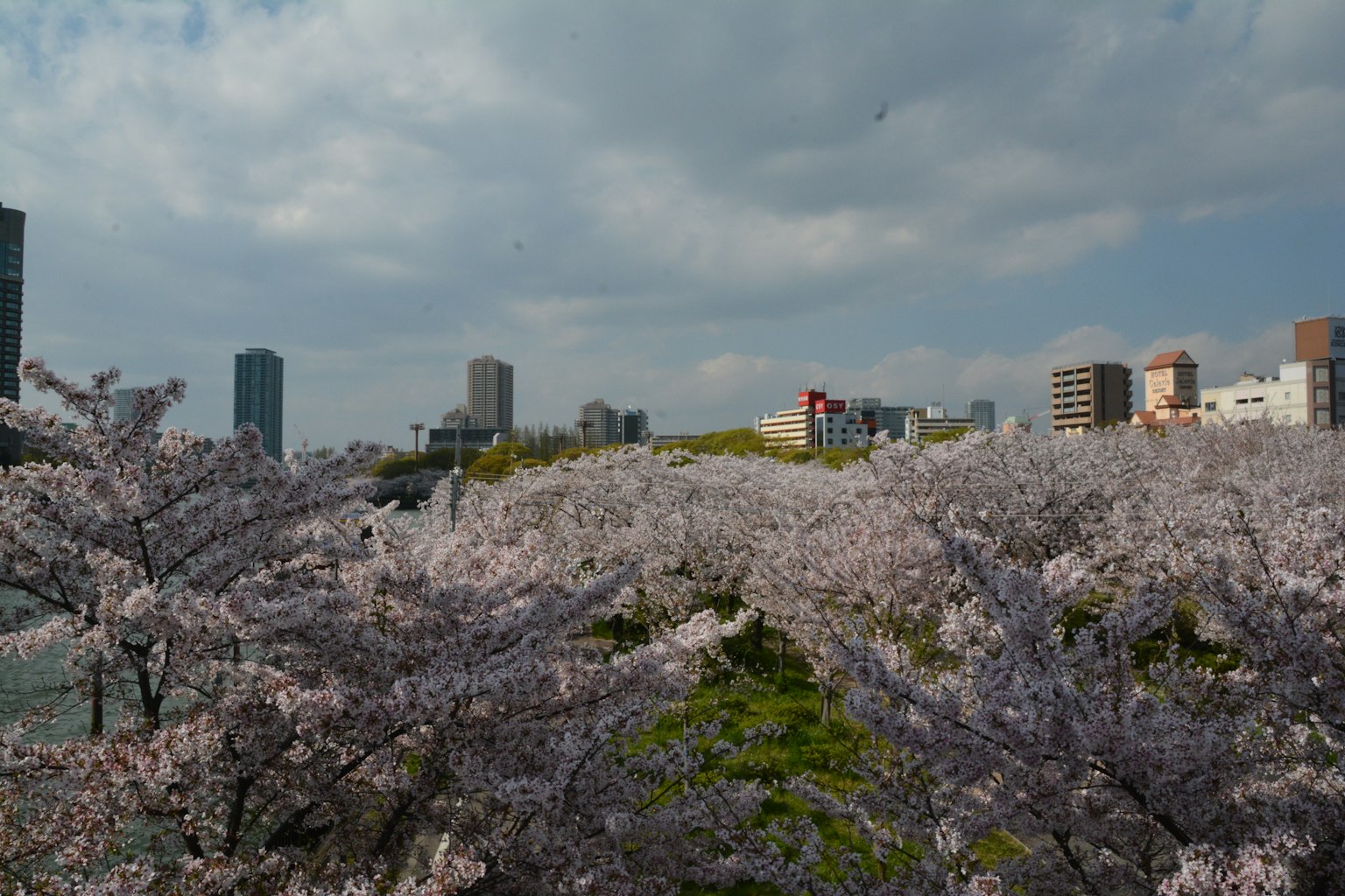 A landscape of blooming cherry blossoms with modern buildings in the background