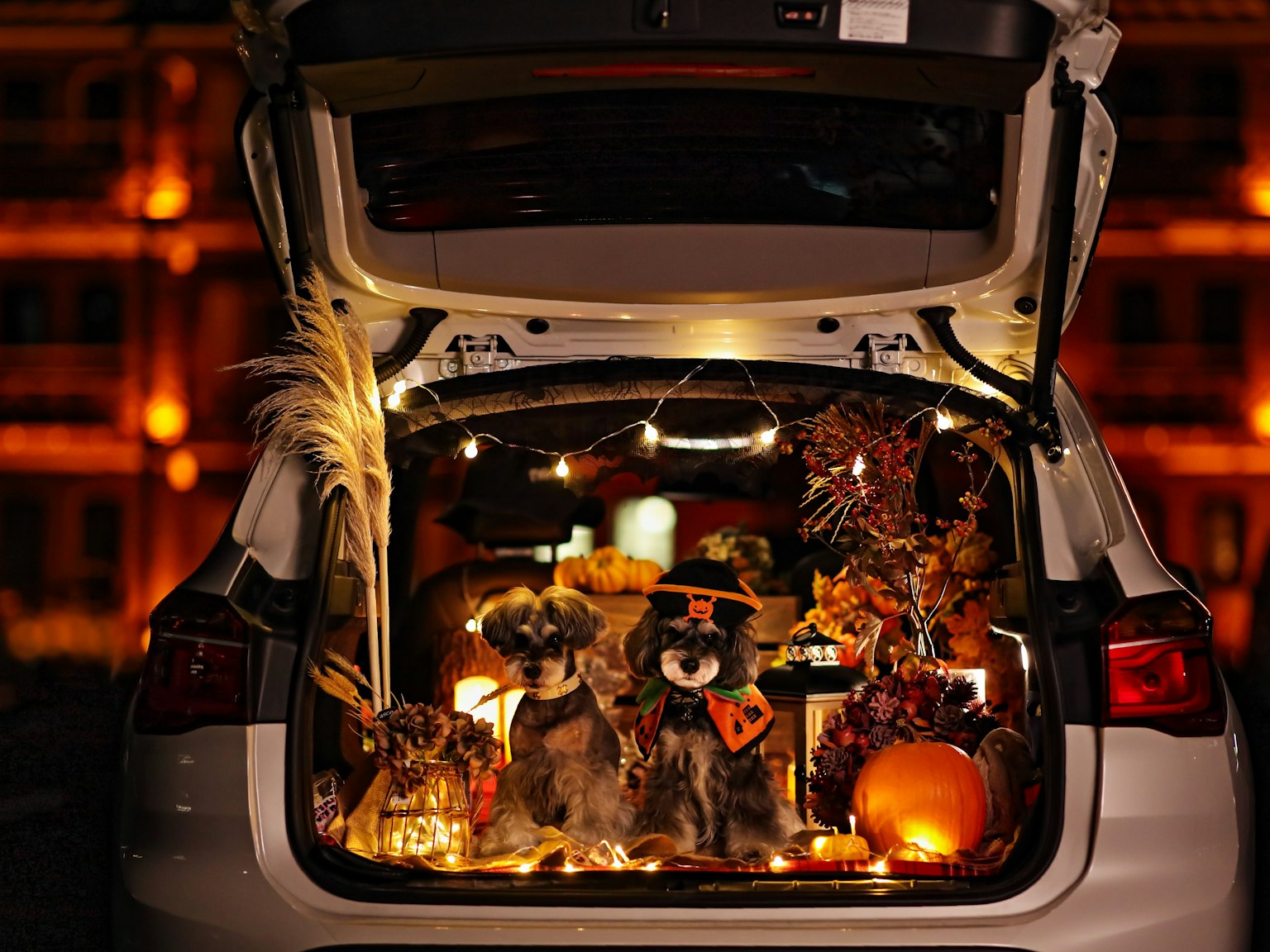 Perros con disfraces de Halloween dentro del maletero de un coche decorado