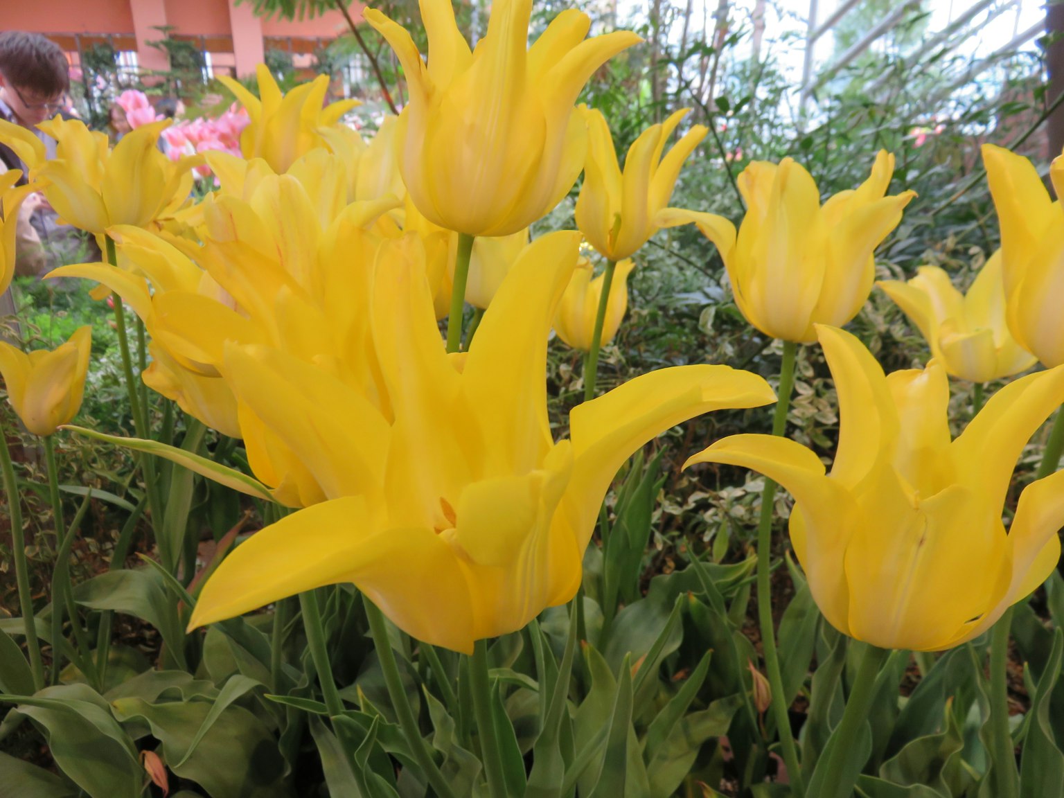 Tulipanes amarillos vibrantes floreciendo en un jardín