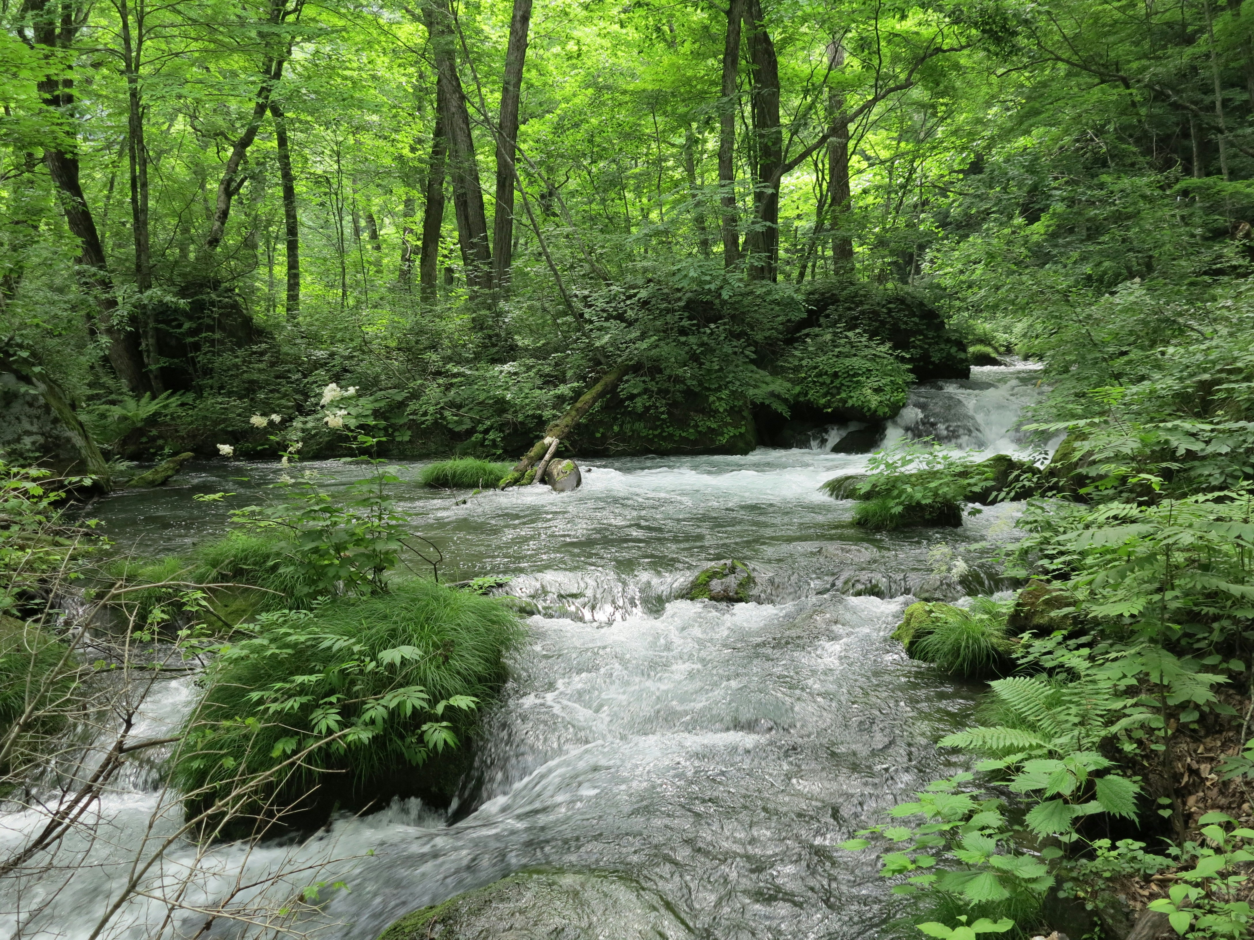 un pequeño arroyo que atraviesa un bosque verde y exuberante