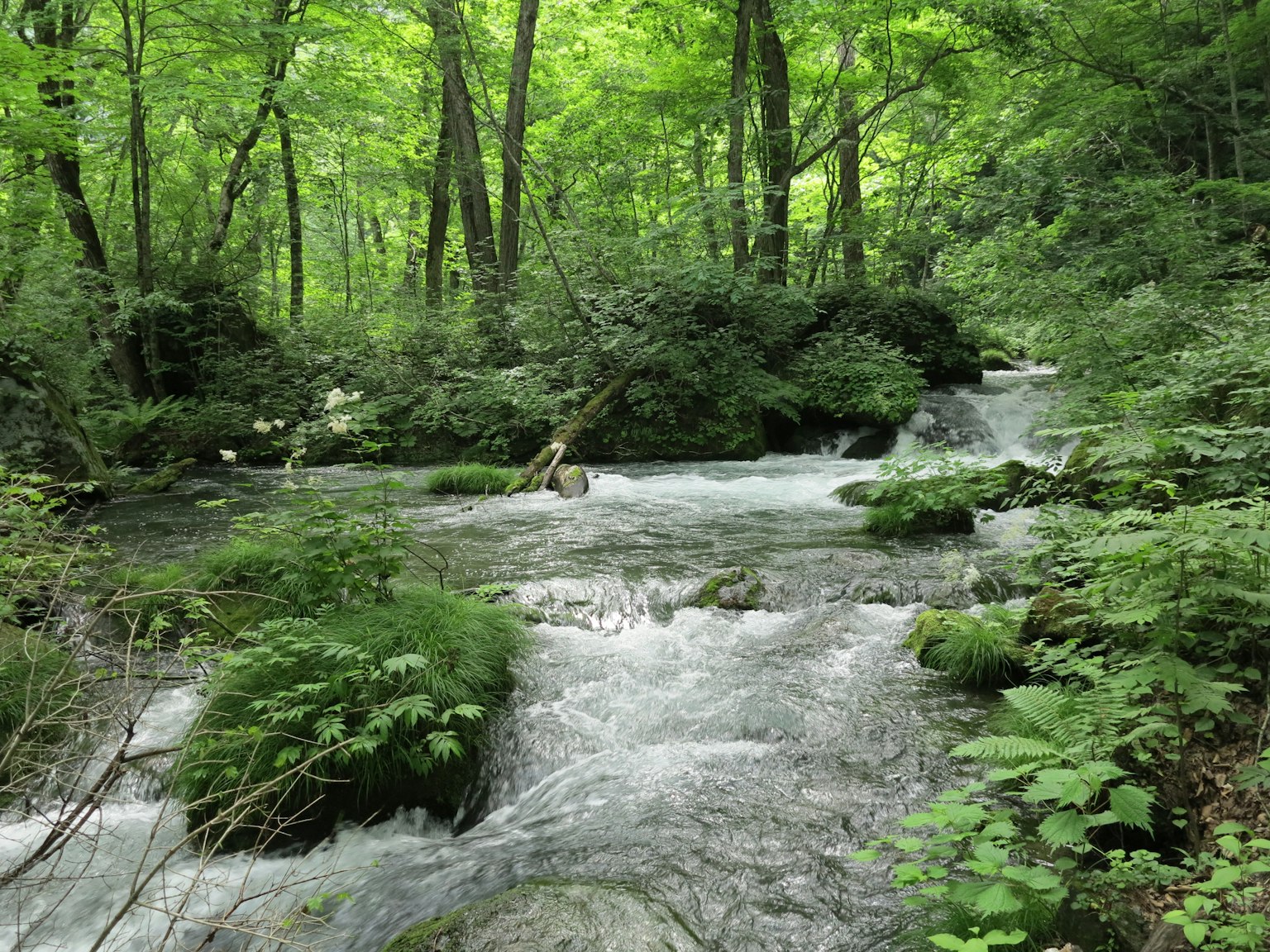 Un ruscello panoramico che scorre attraverso una foresta lussureggiante