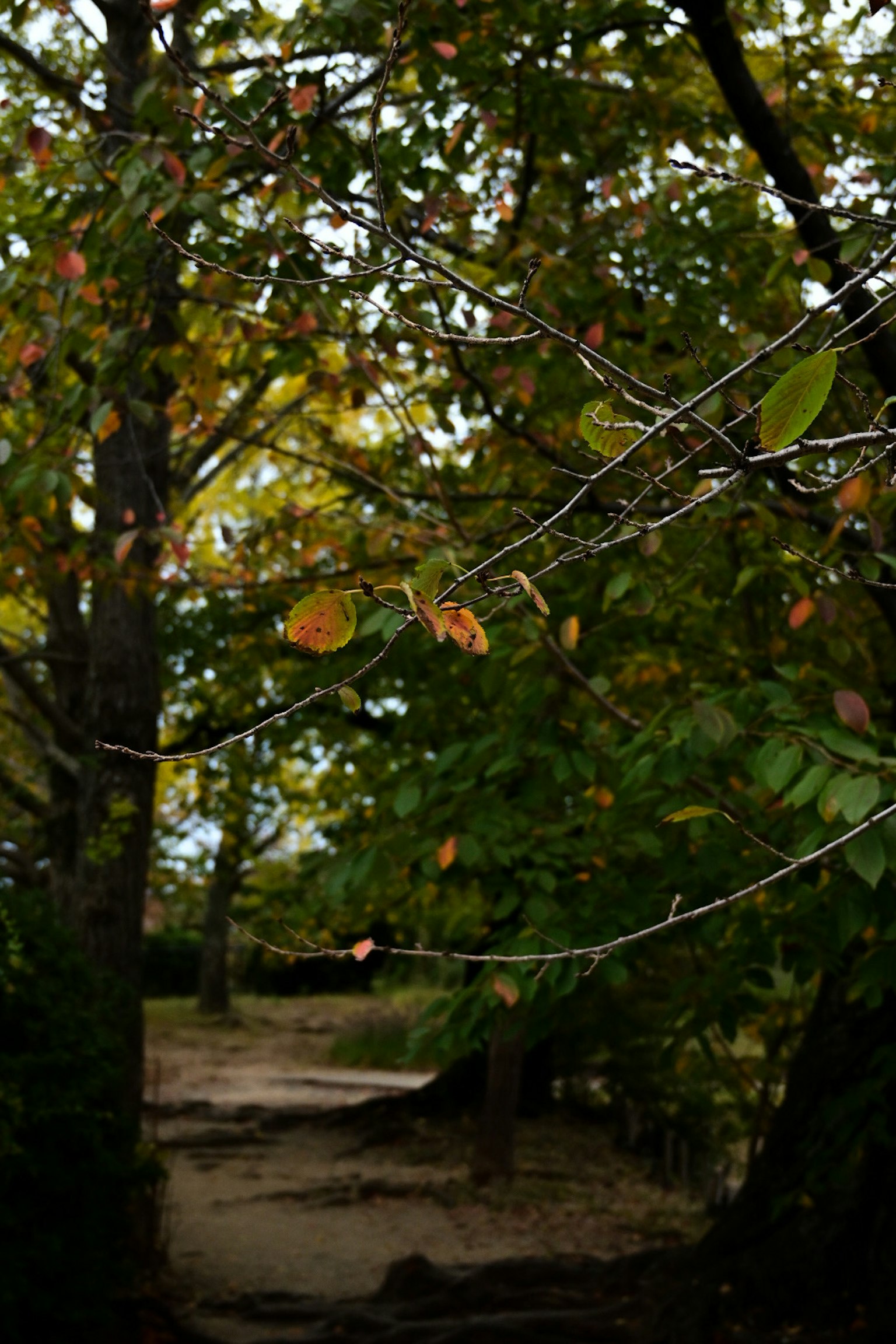 緑と黄色の葉がある木々の間の小道