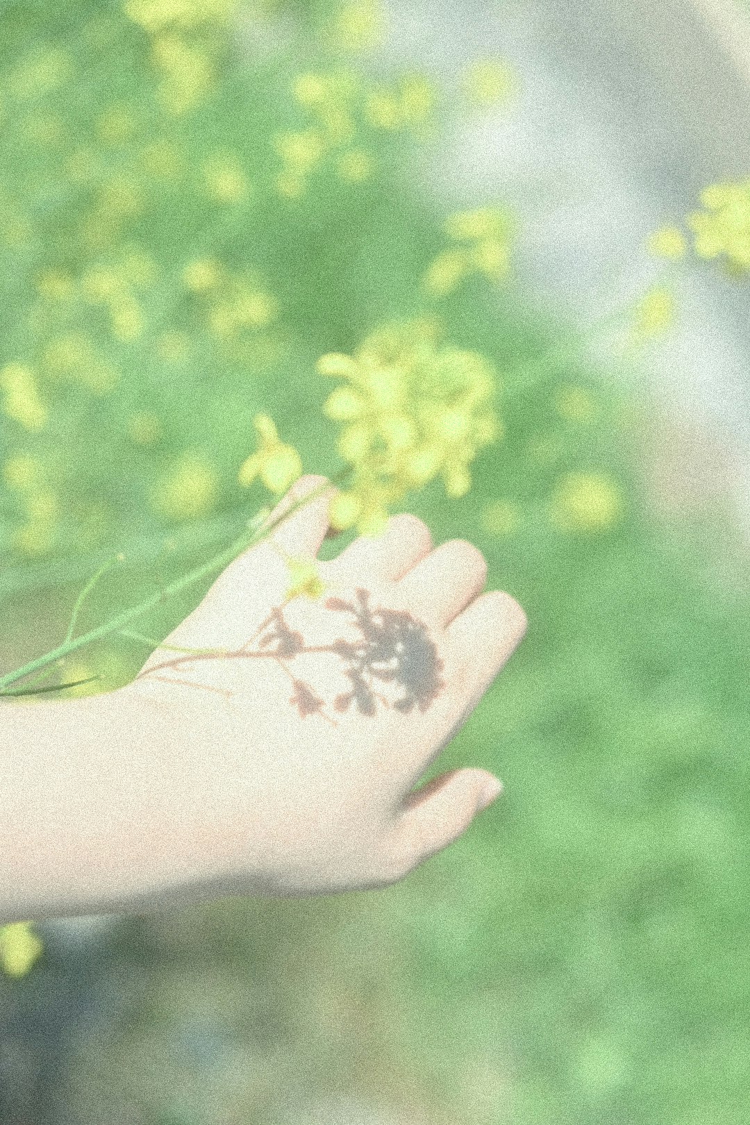 手のひらにのる新緑の芽