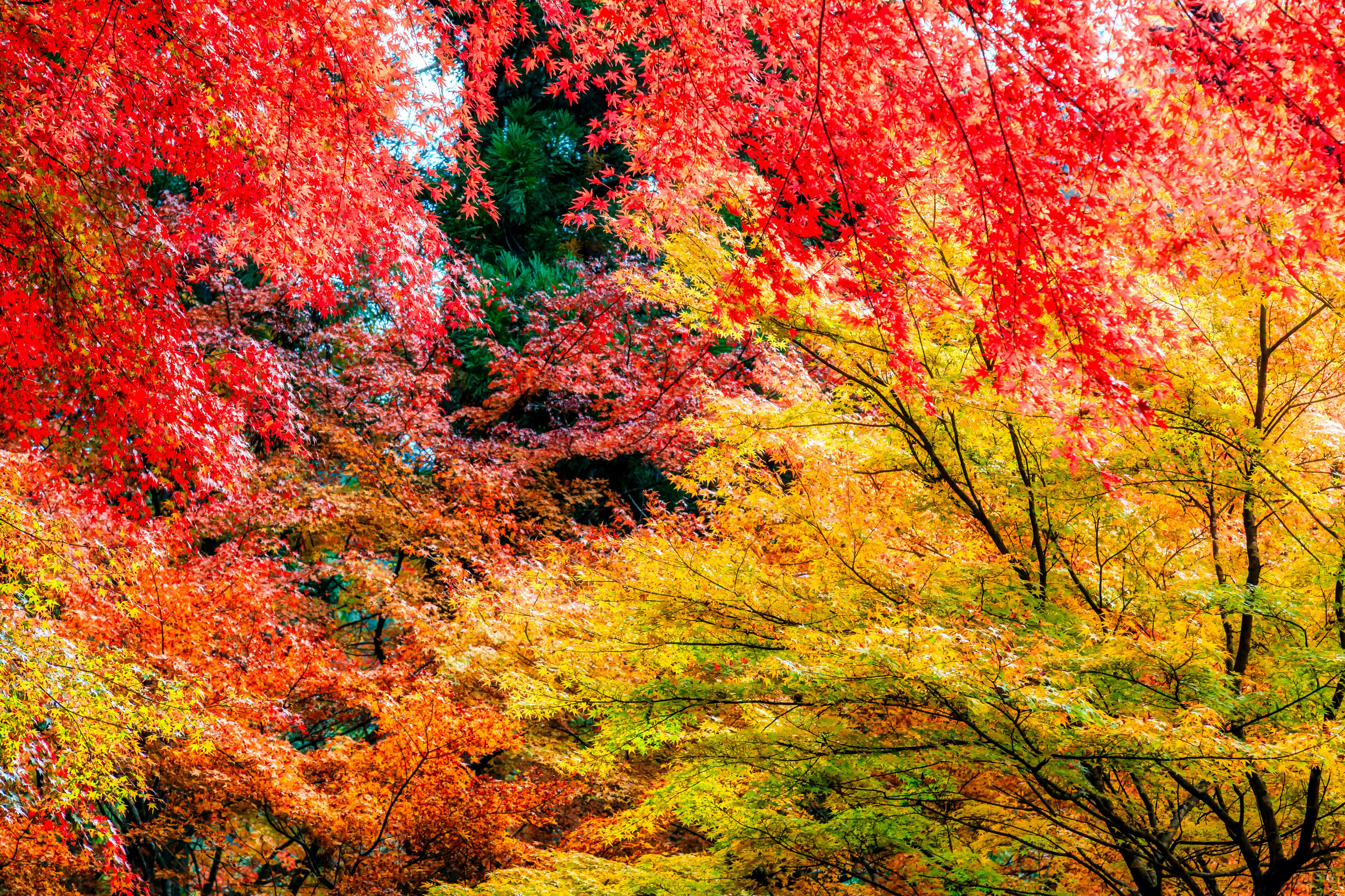 紅葉が彩る渓谷の風景のグラデーション