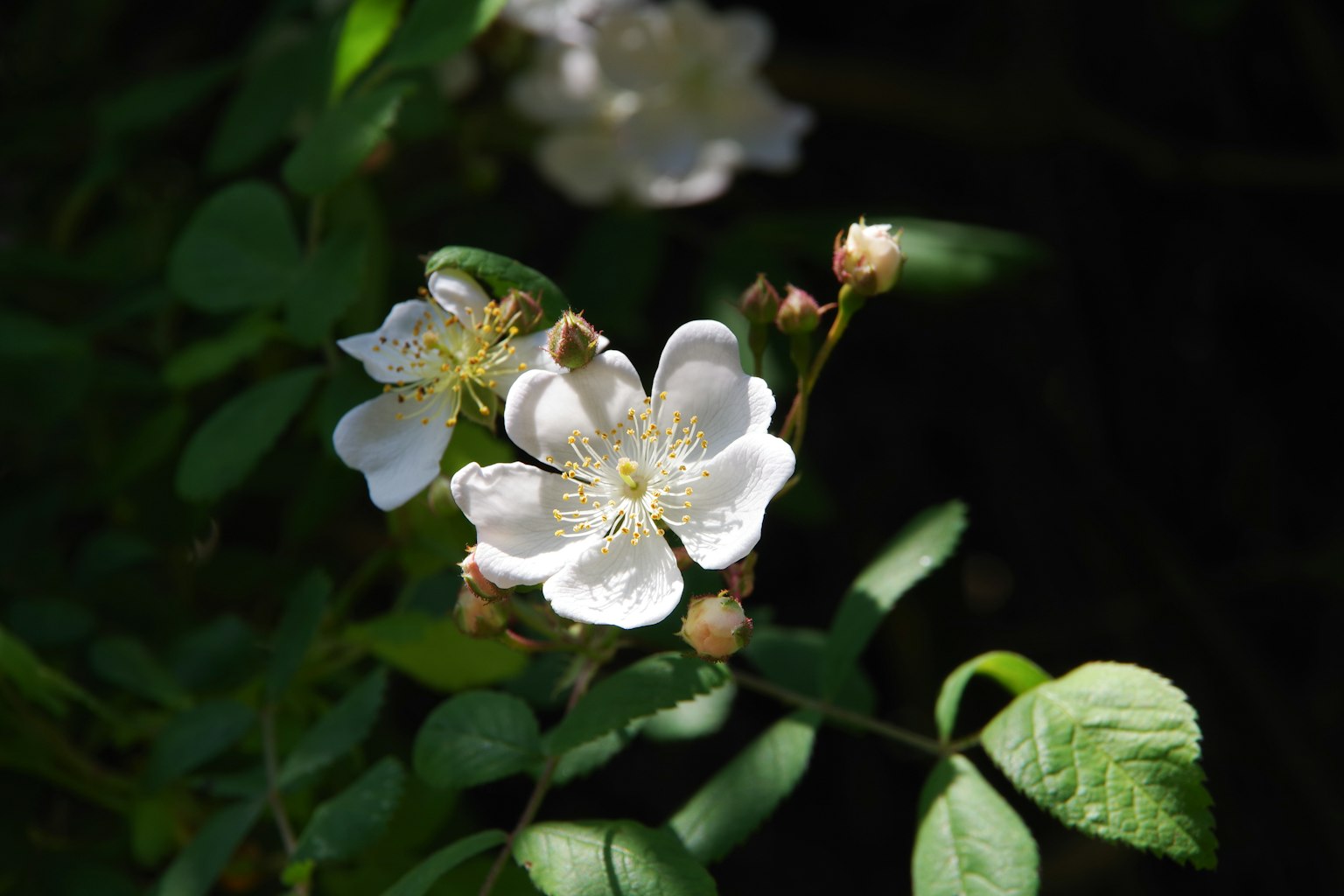 Close-up of white flowers blooming surrounded by green leaves