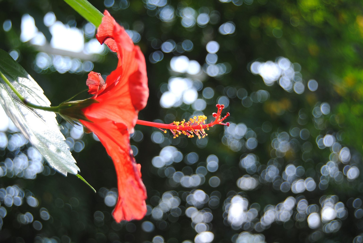 A vibrant red hibiscus flower stands out against a green background