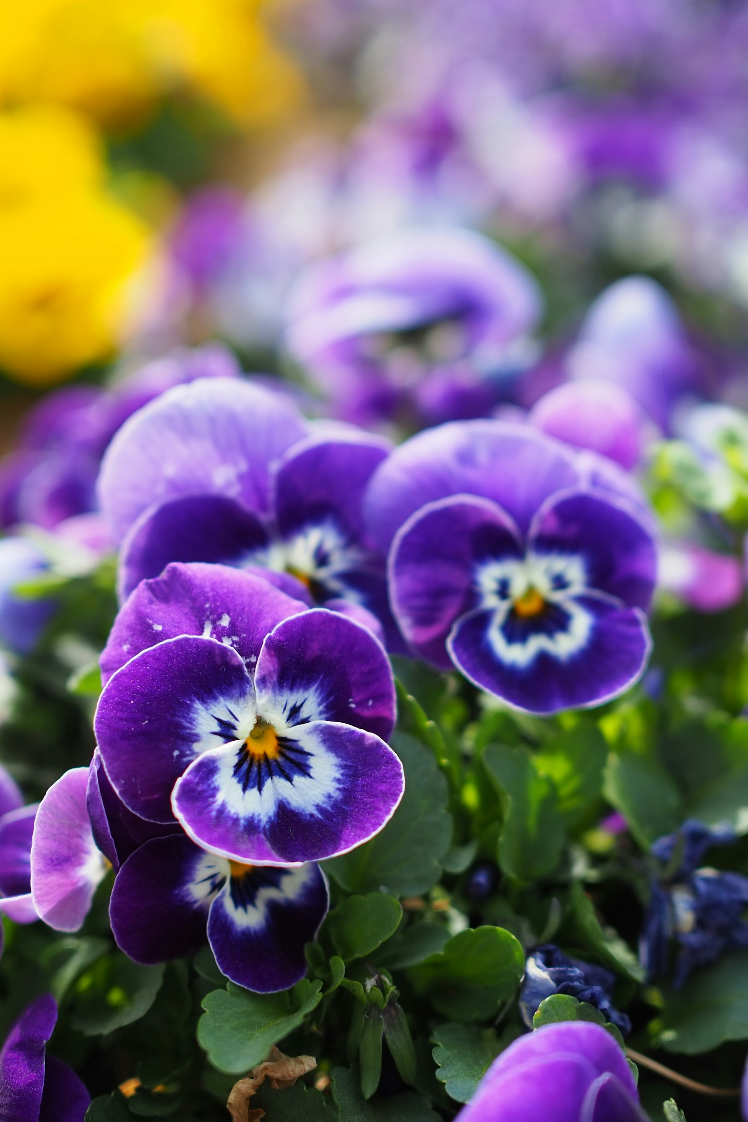 Bella scena di fiori di viola in fiore