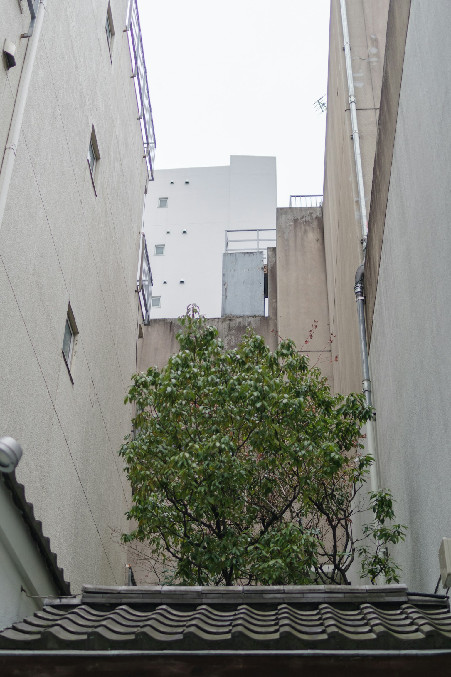 建築物之間的景觀，狹窄巷道中的樹木