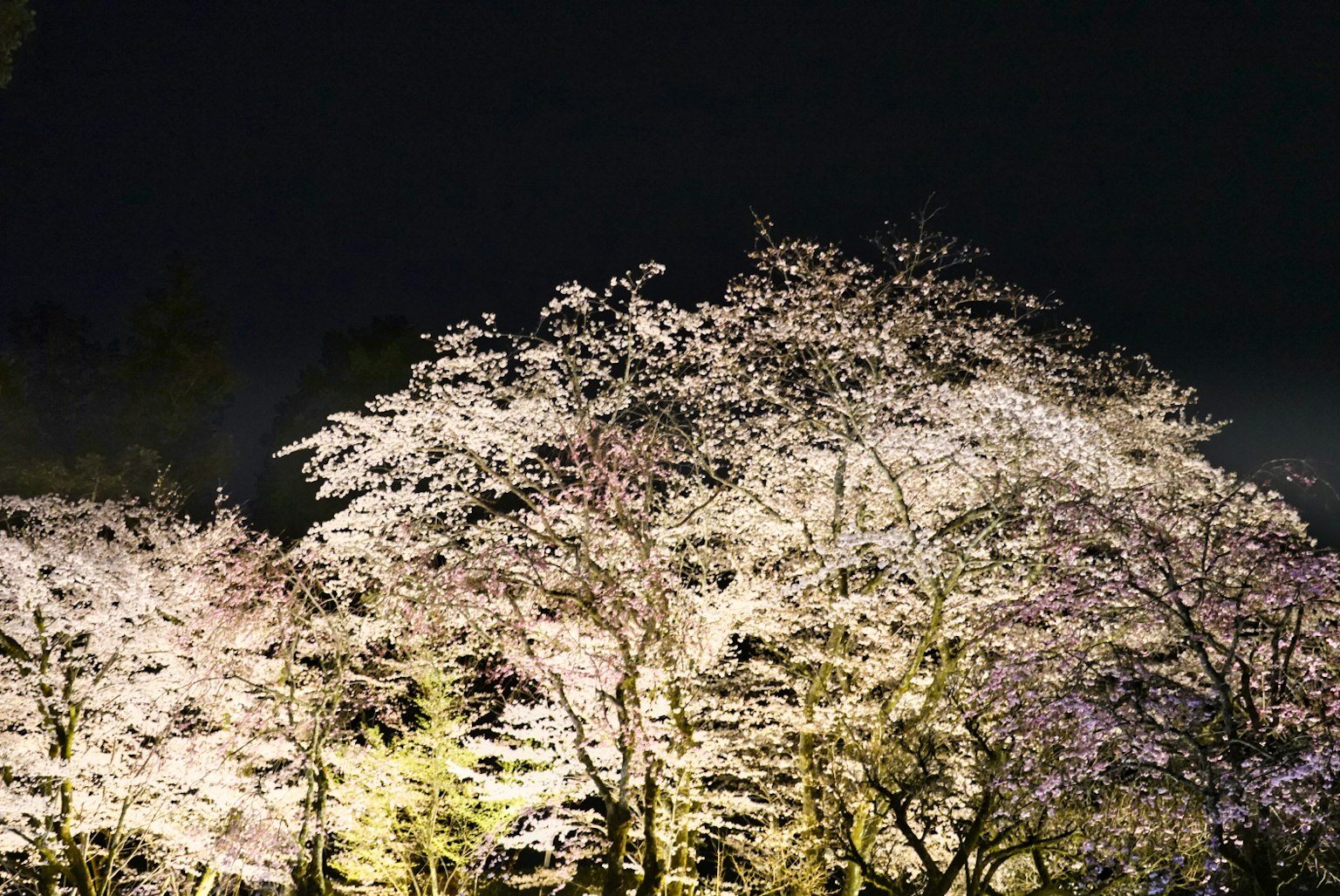 Alberi di ciliegio in fiore illuminati di notte