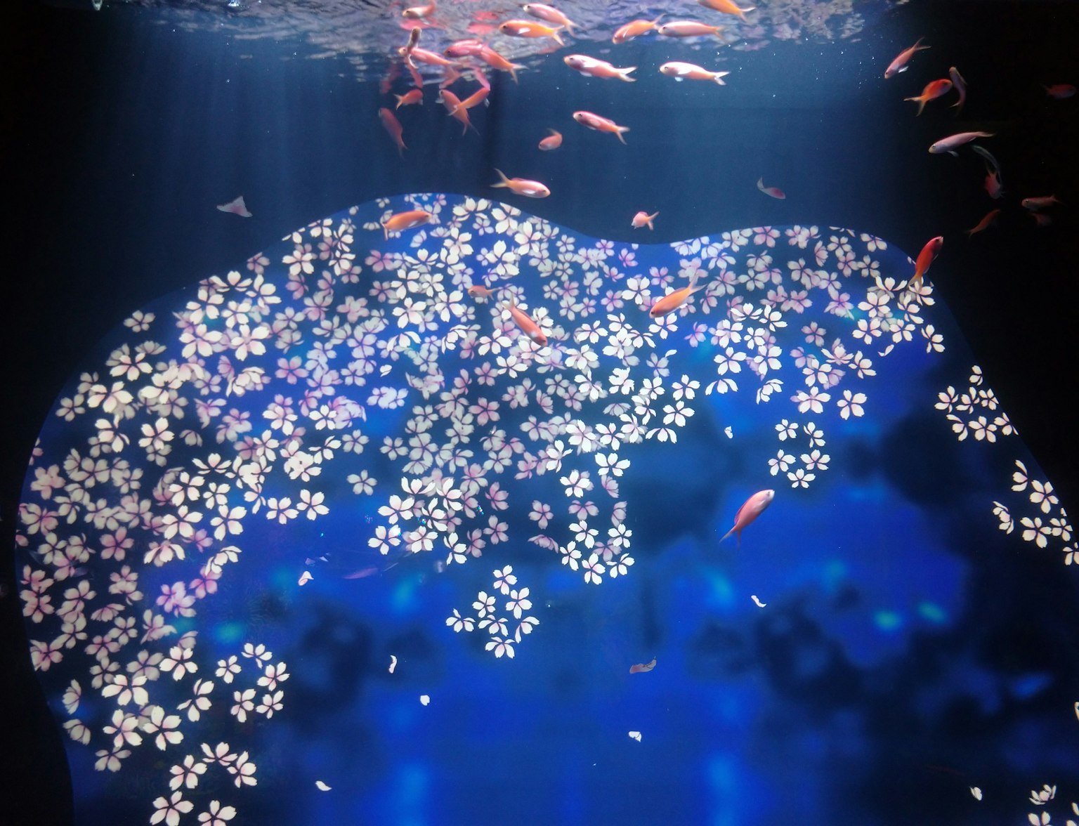 青い水の中に金魚と白い花びらが浮かぶ美しい景色