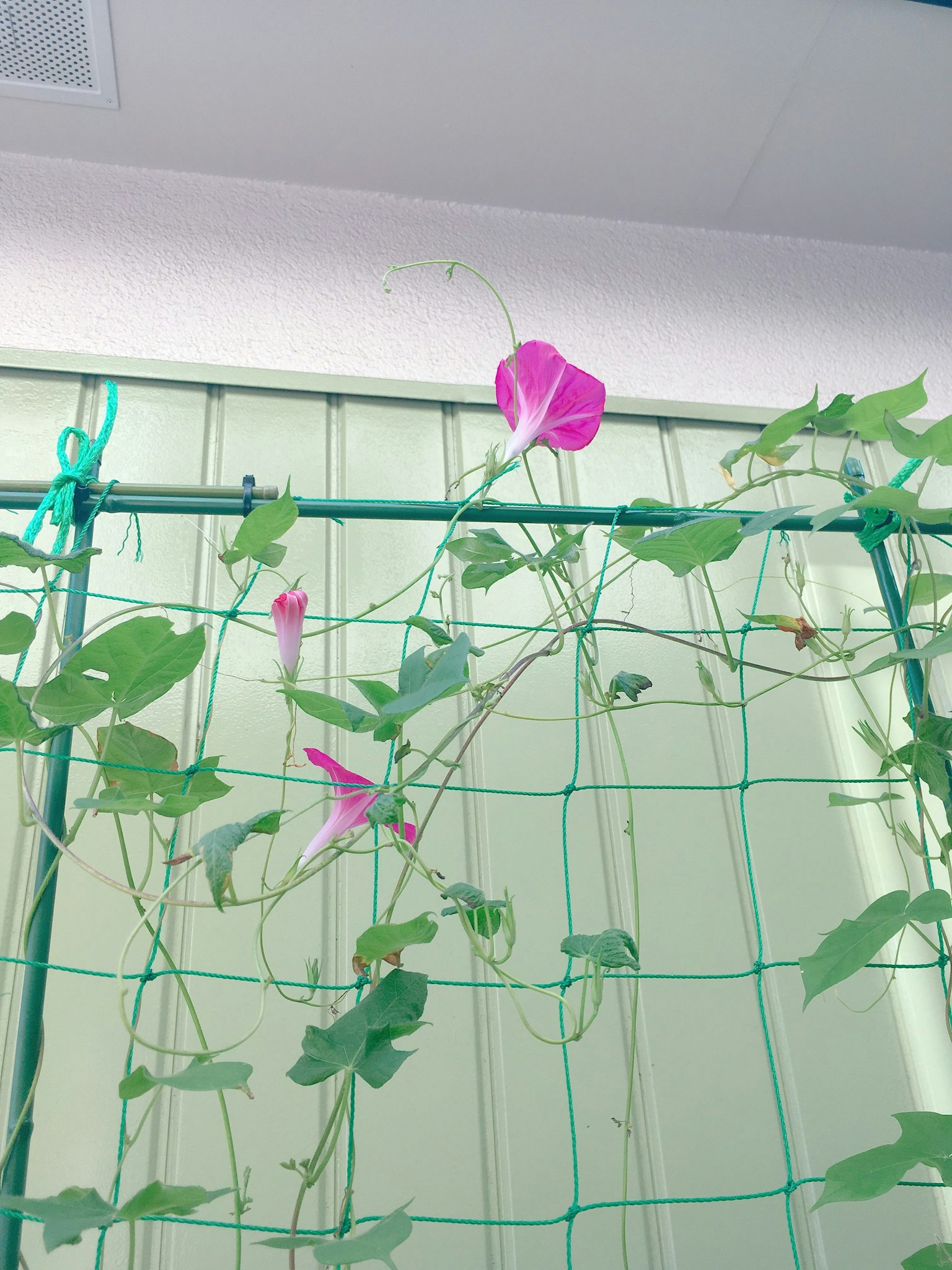 Eine Kletterpflanze mit rosa Morgenröte-Blüten und grünen Blättern