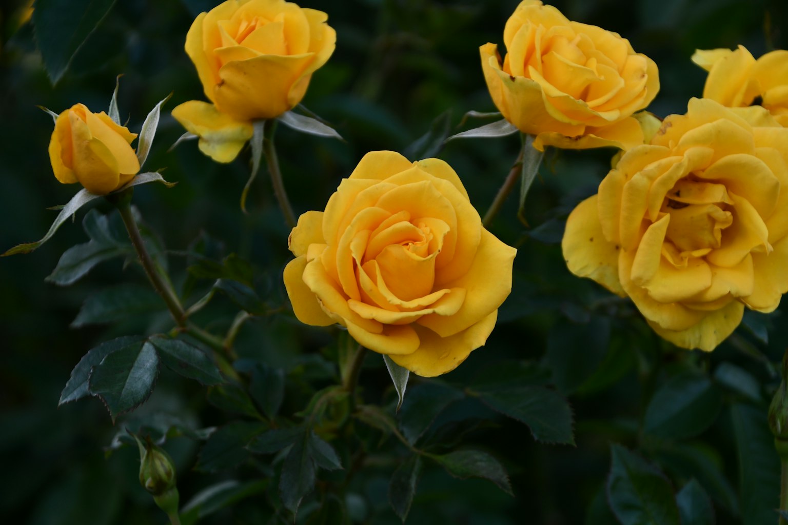 Un gruppo di rose gialle vibranti in fiore