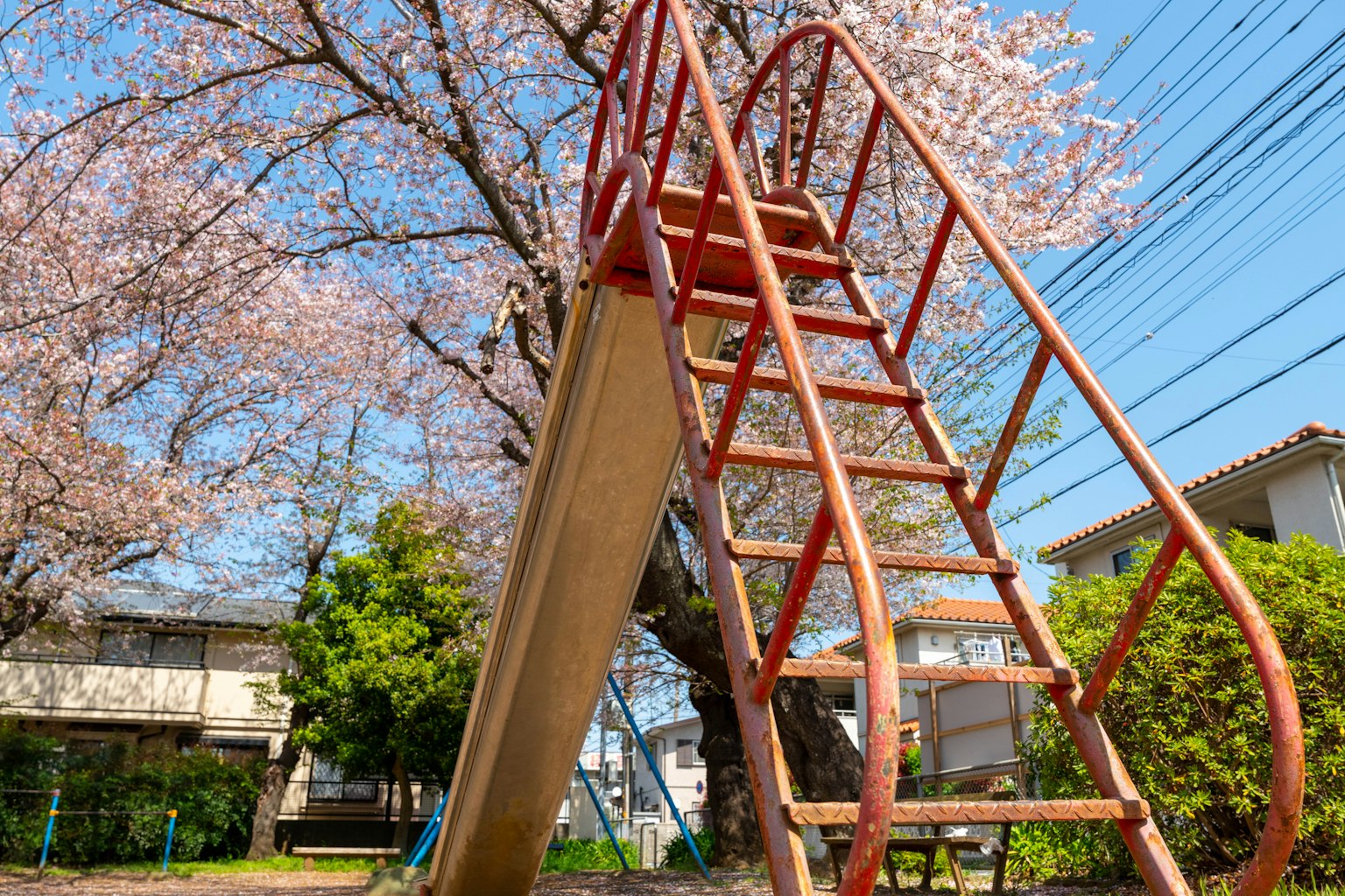 Seluncur merah di taman dengan pohon sakura
