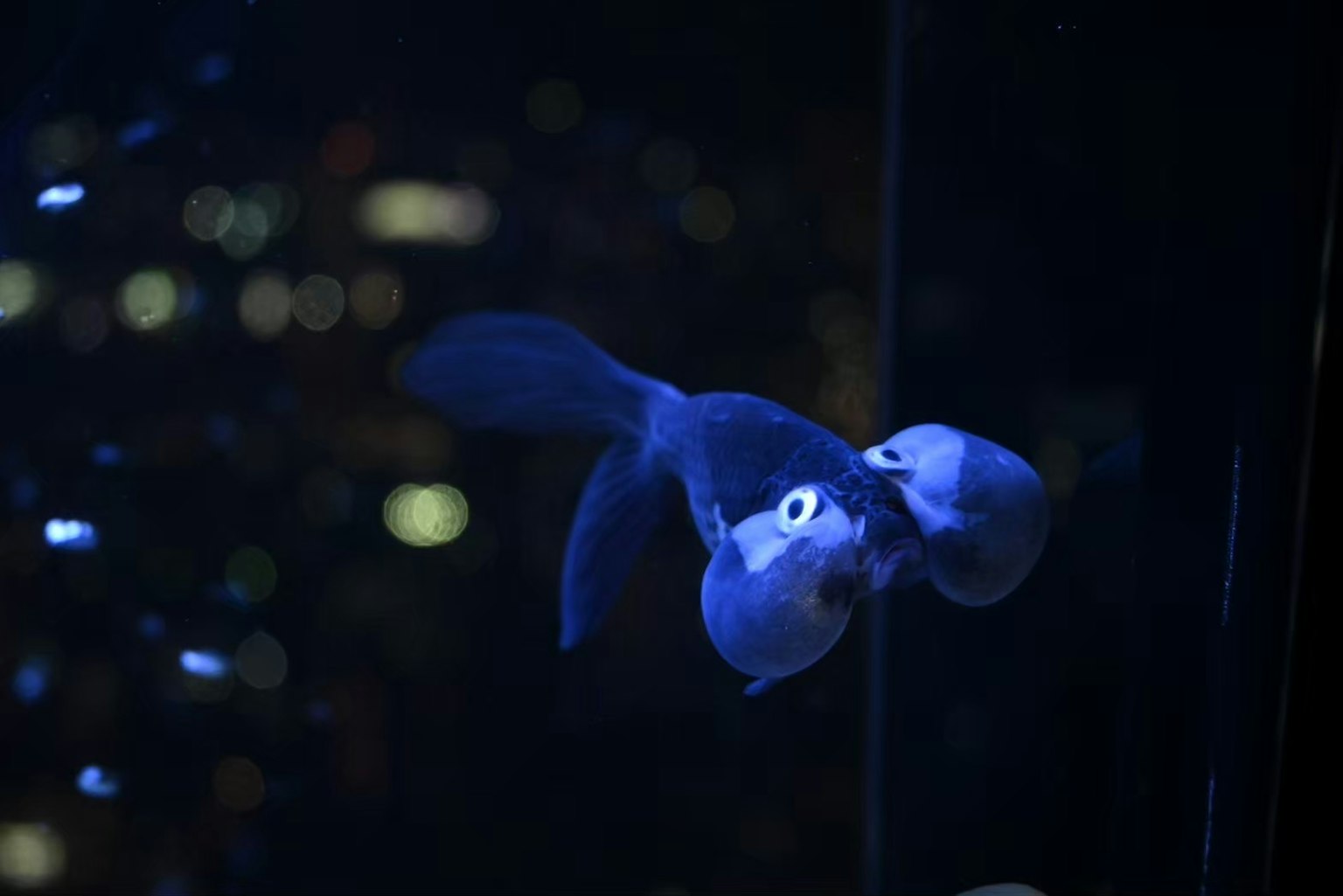 Bild einer fischähnlichen Kreatur, die im blauen Wasser schwimmt