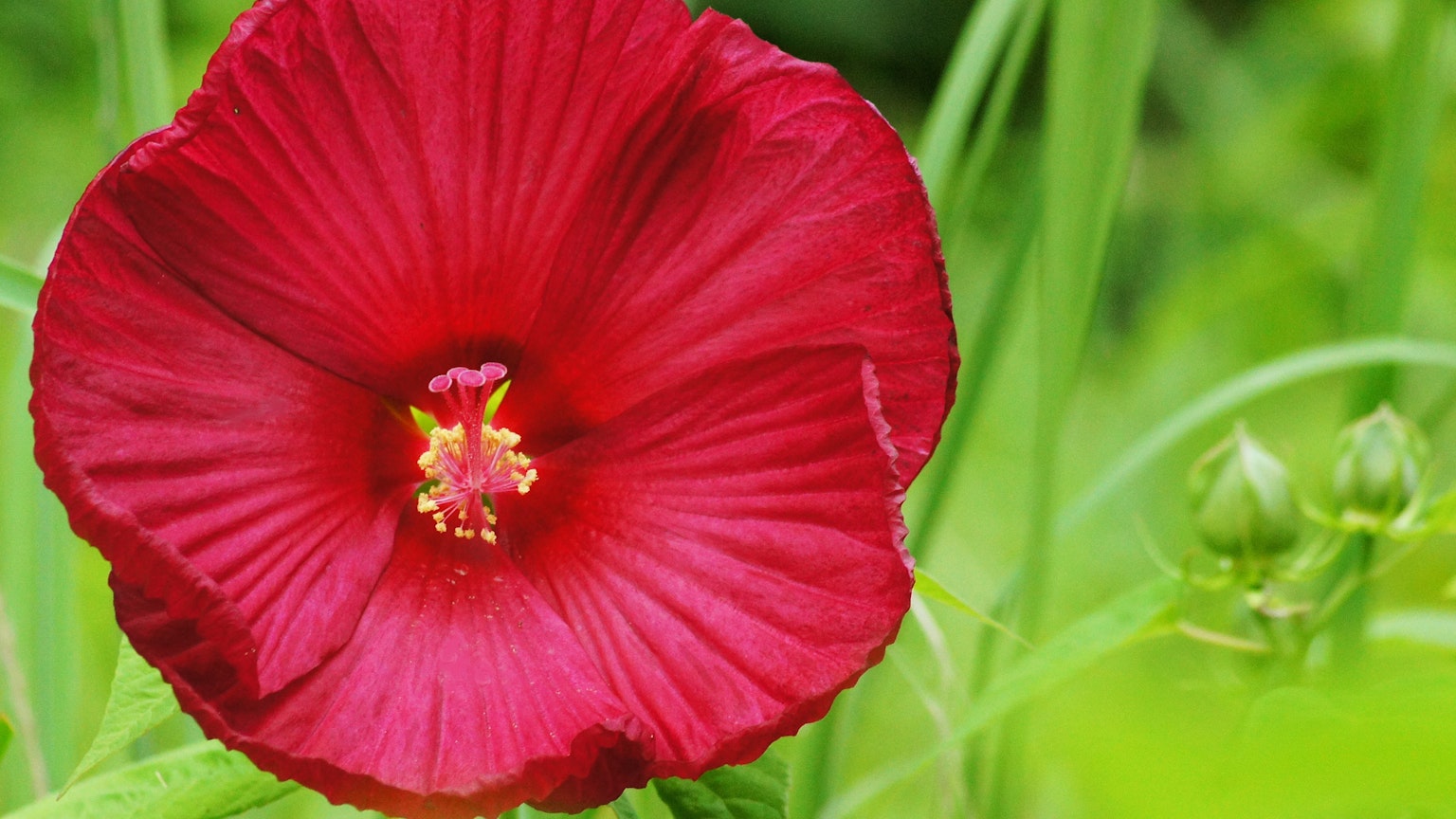 Fiore di ibisco rosso che fiorisce tra l'erba verde