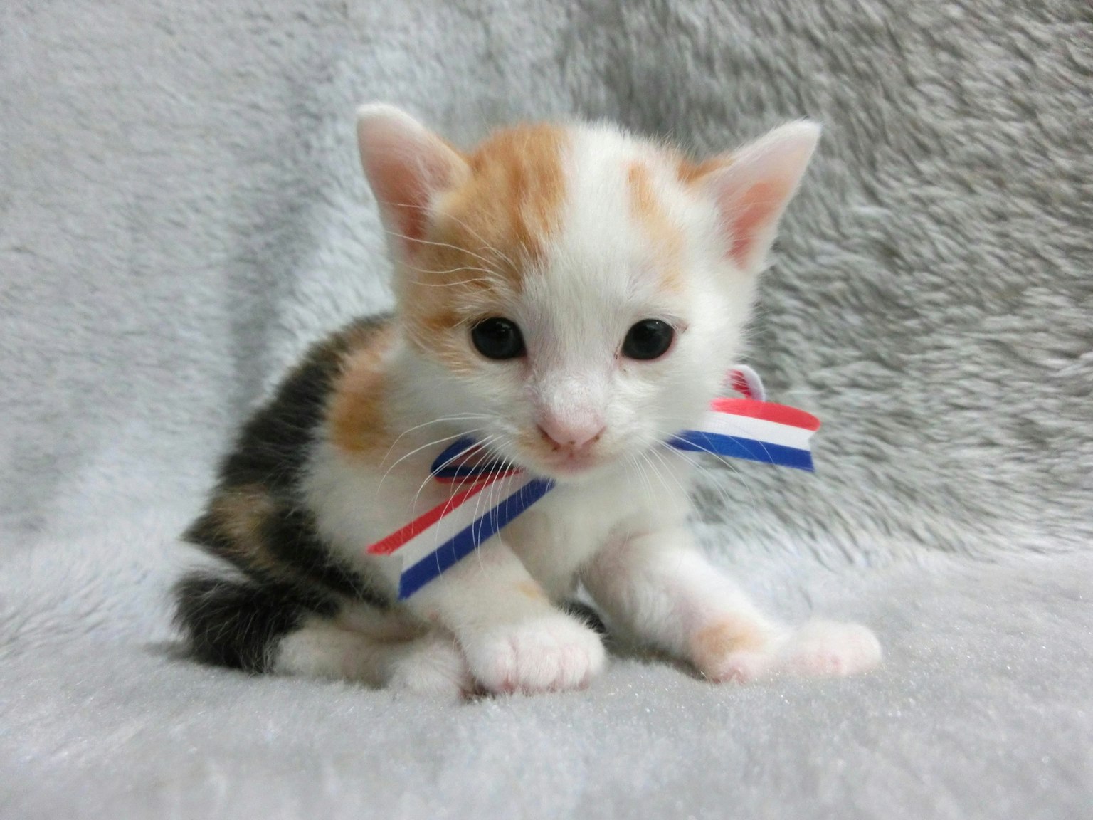 ลูกแมวน้อยขนสีขาวและสีส้มที่ใส่โบ