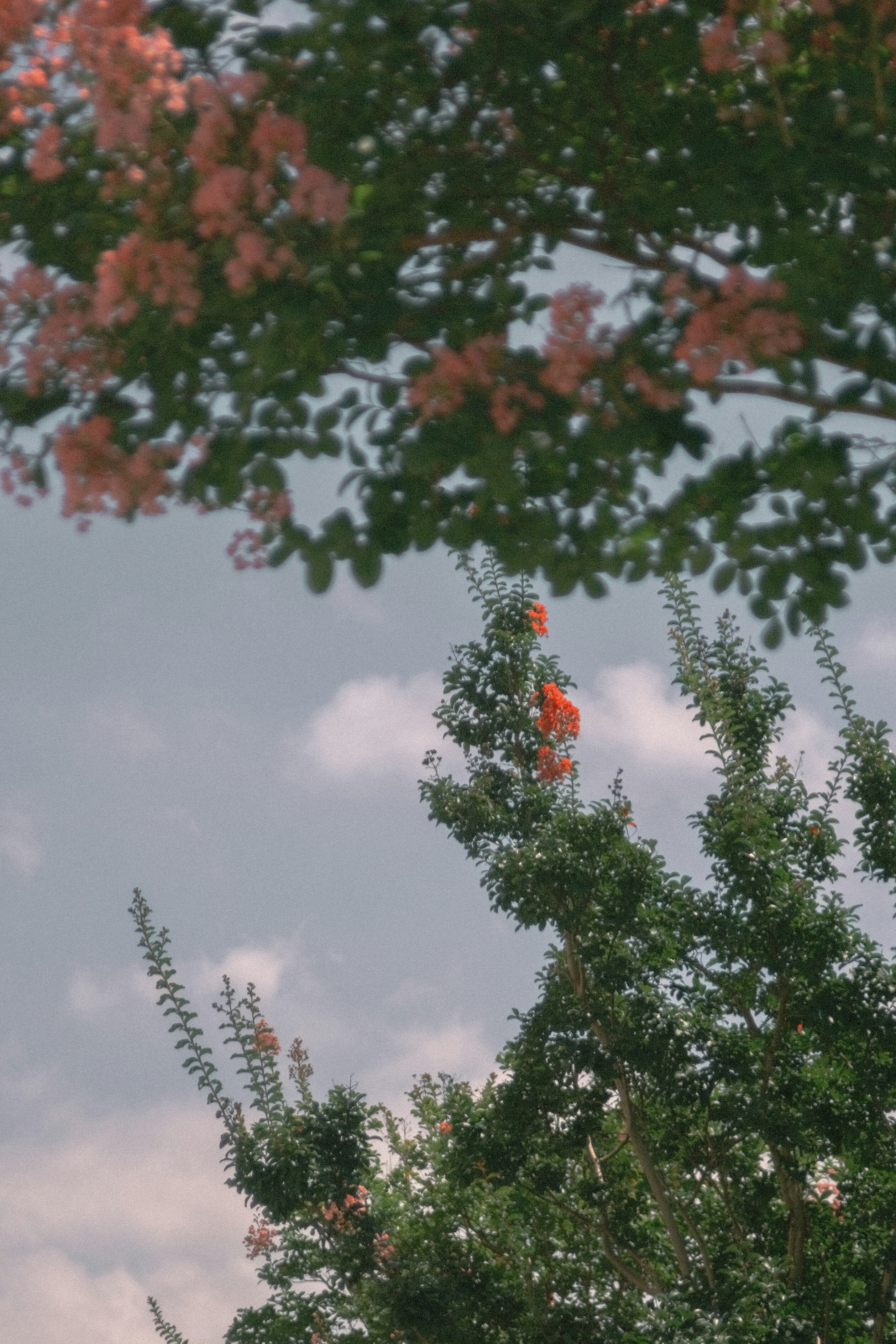 空に向かって伸びる木々の枝と花のような赤い実