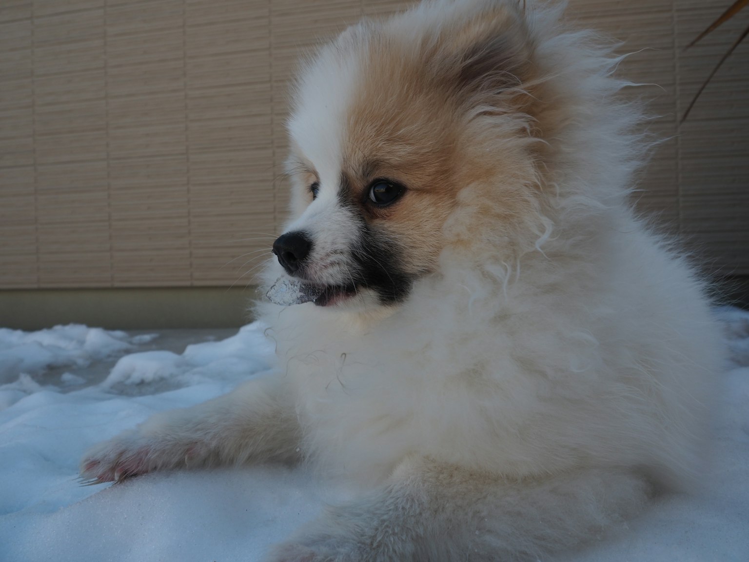 Anak anjing Pomeranian berbaring di salju