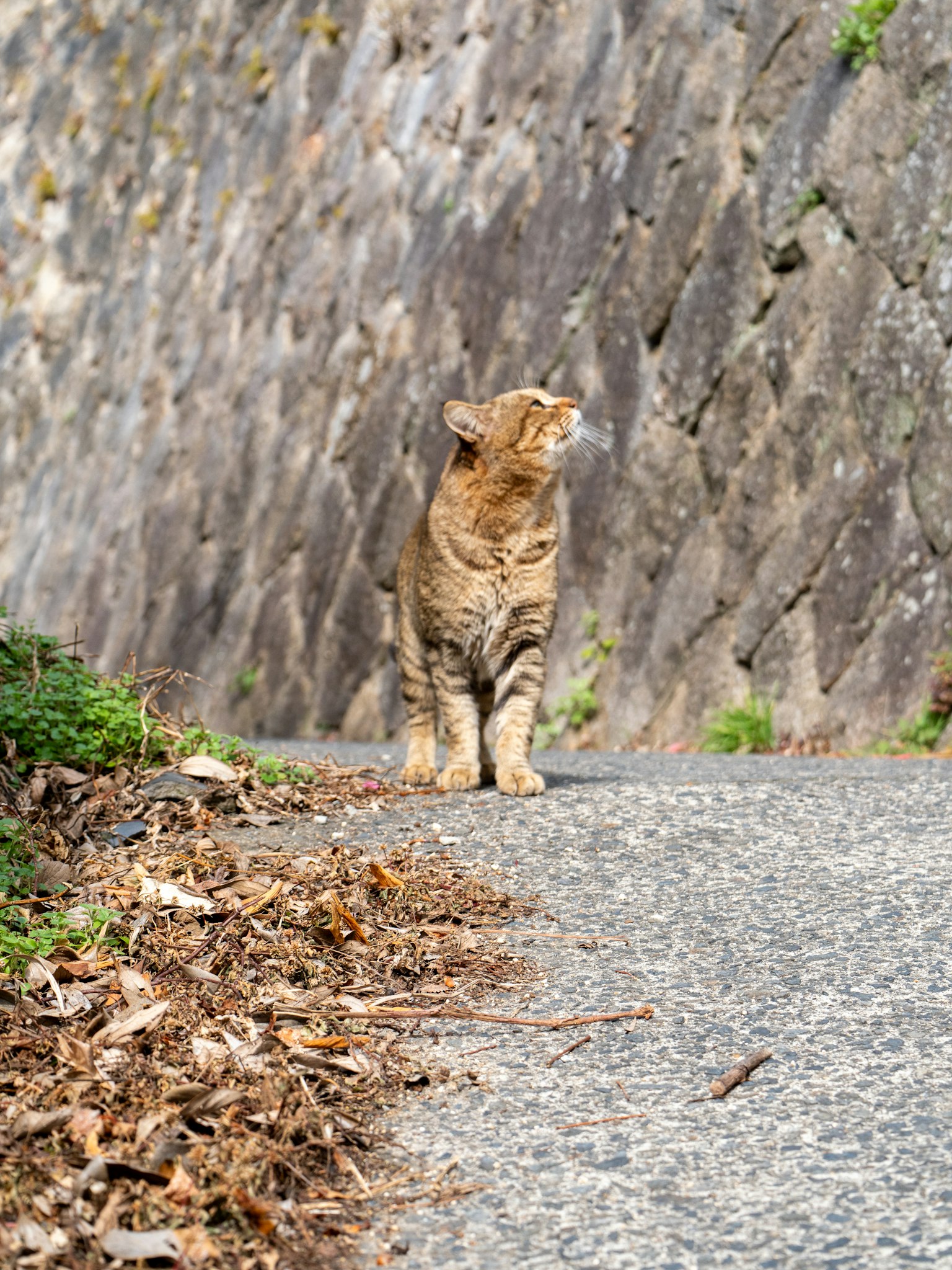 Kucing oranye berdiri di pinggir jalan melihat ke atas