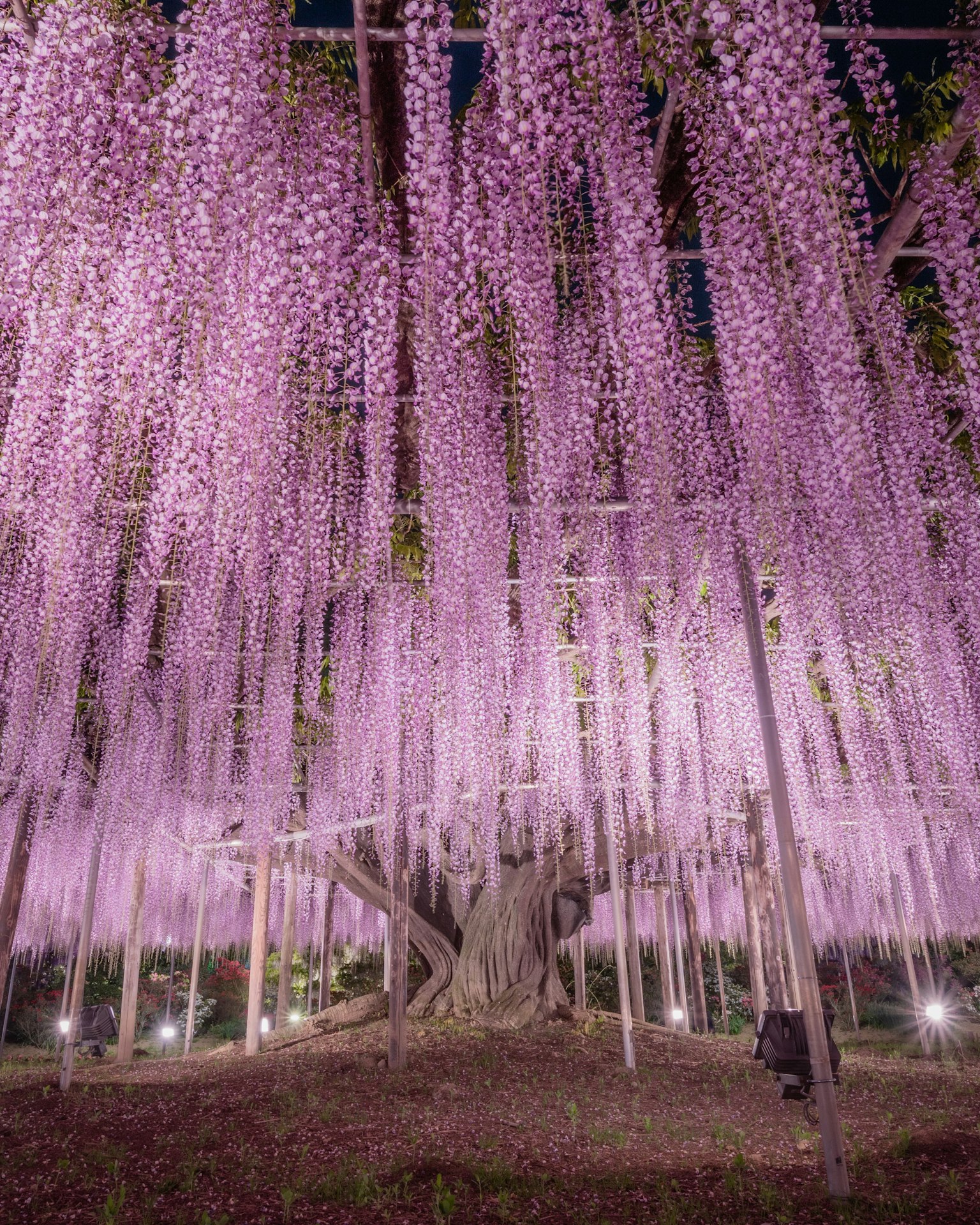 Scena da sogno di fiori di glicine viola che pendono