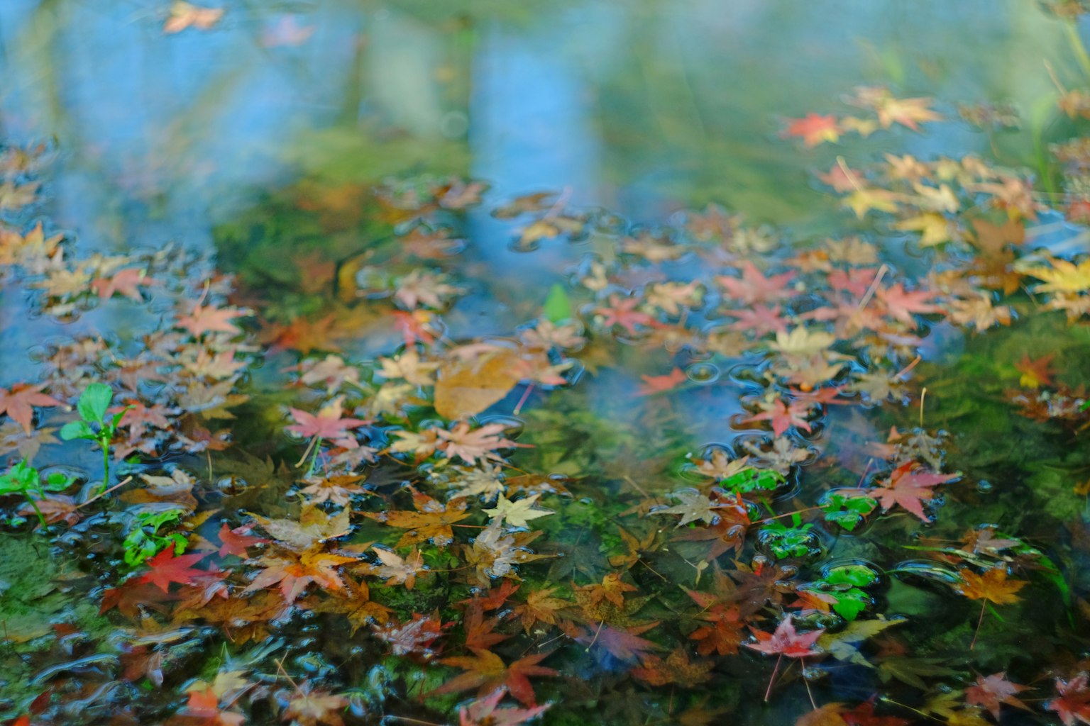 Colorful autumn leaves floating on the water's surface