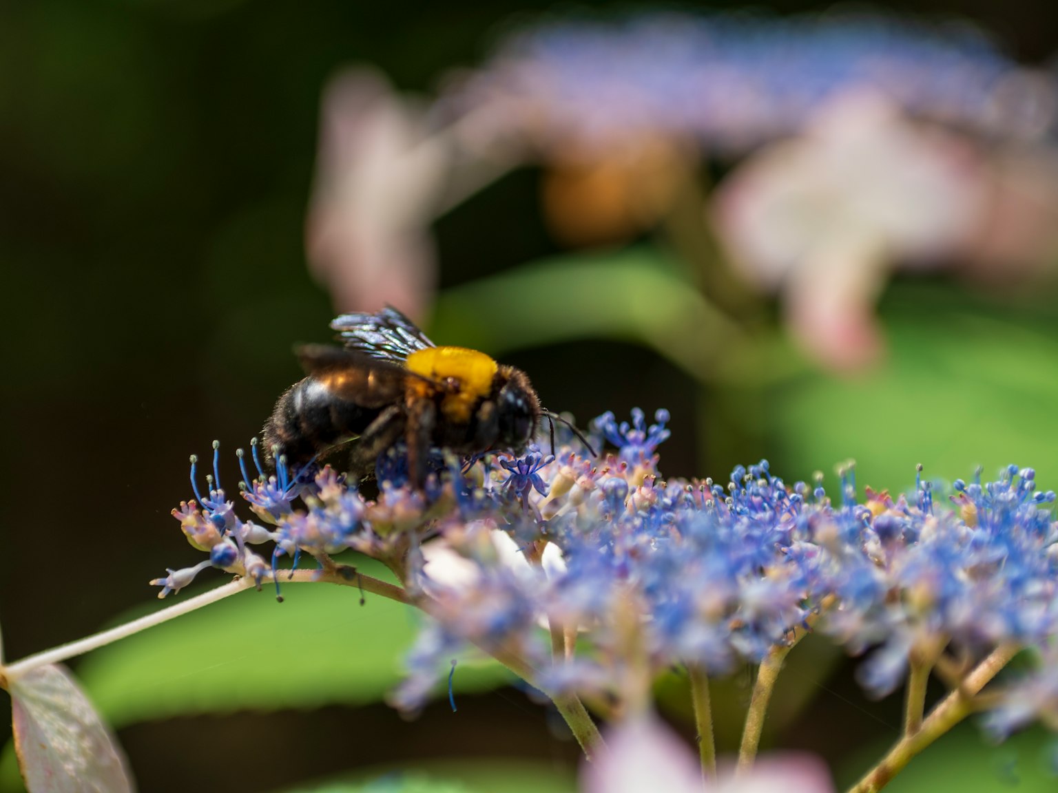 Close-up of a bee collecting nectar on blue flowers