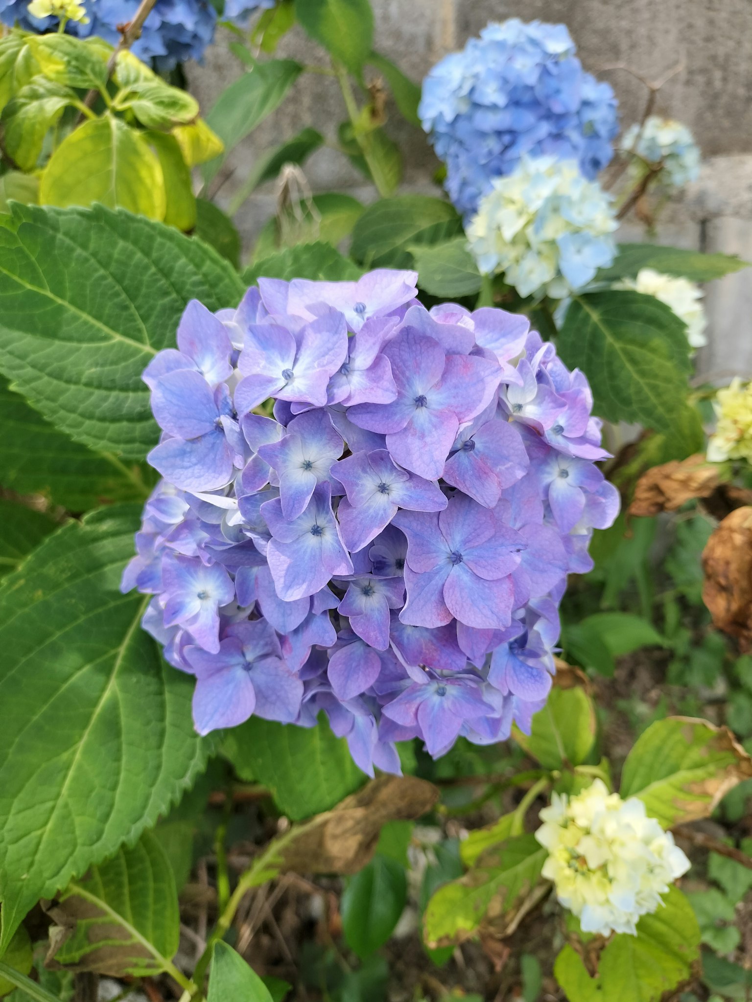 ดอกไฮเดรนเยียสีน้ำเงิน-ม่วงบานอยู่ท่ามกลางใบเขียว