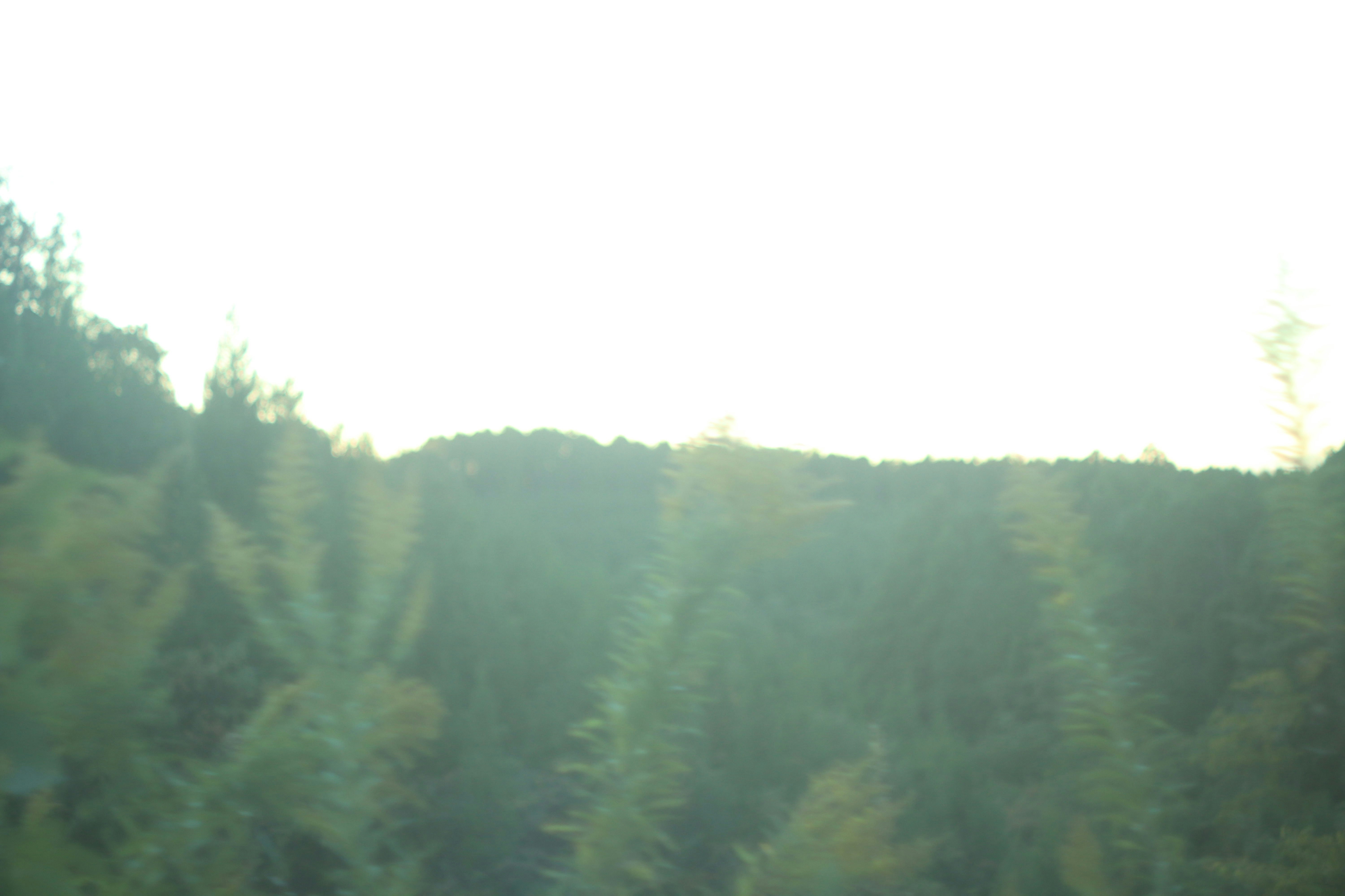 霧のかかった森の稜線を望む風景