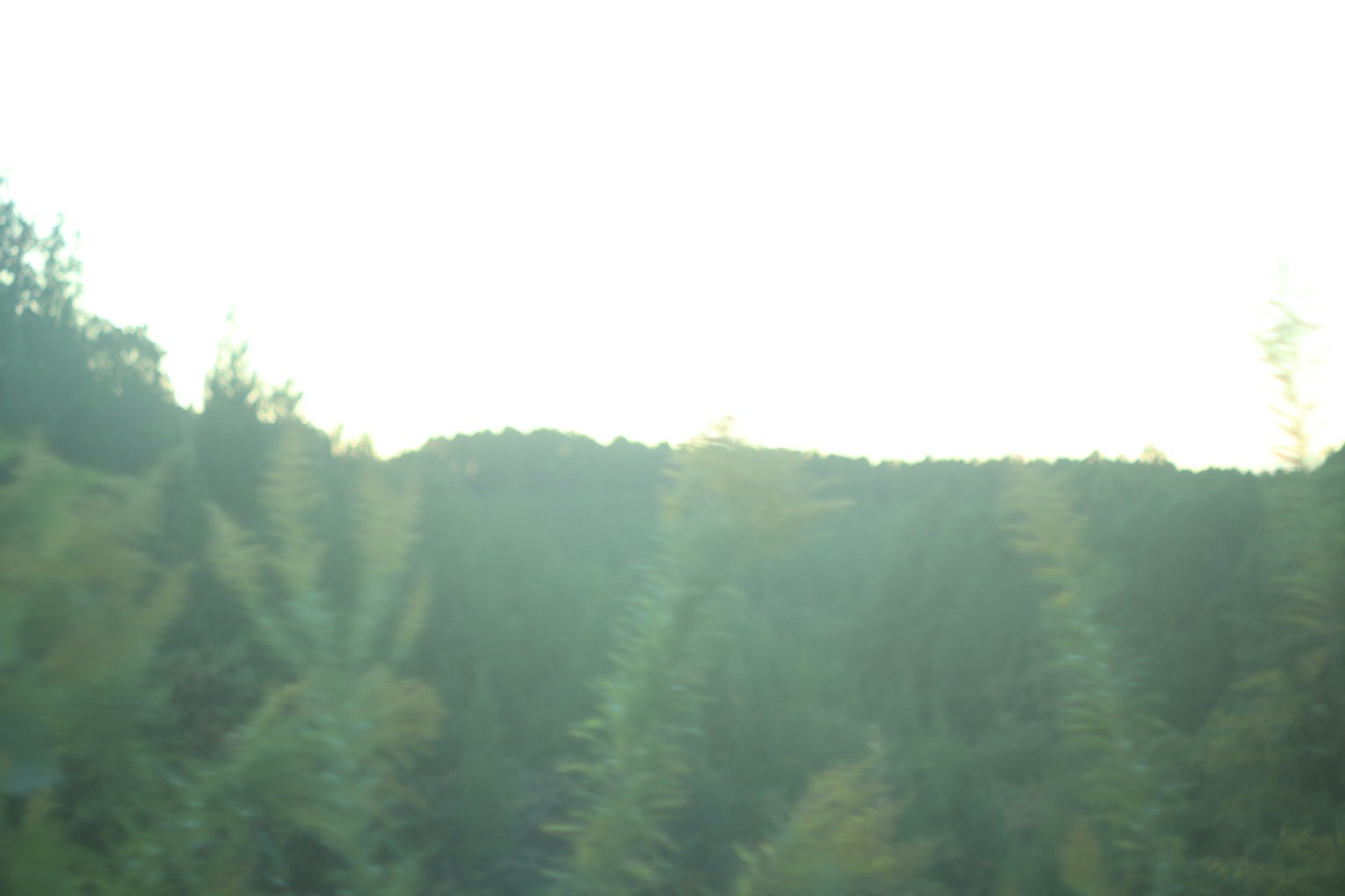 ぼやけた風景の中に緑の木々が見える