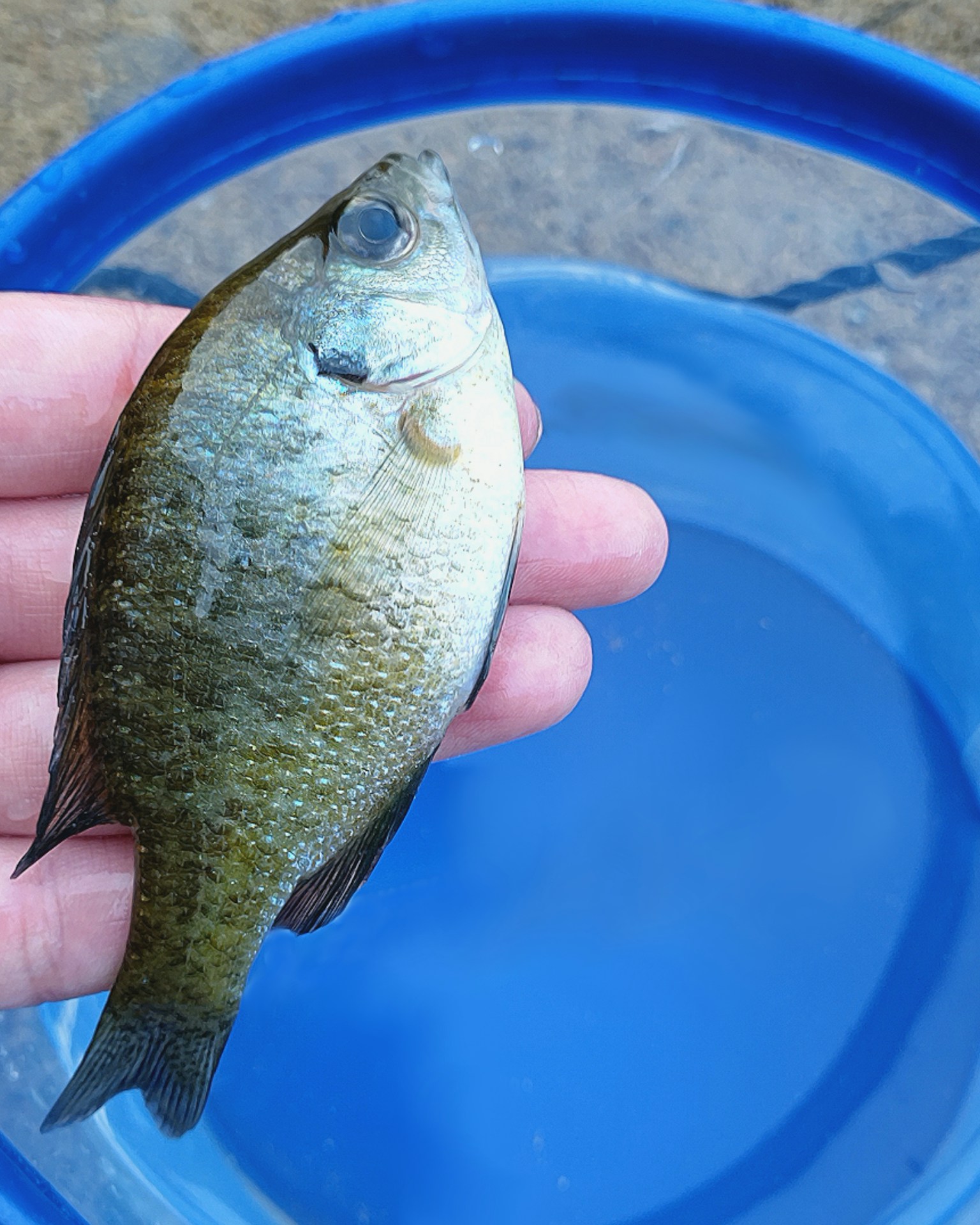 Un poisson tenu au-dessus d'un seau bleu