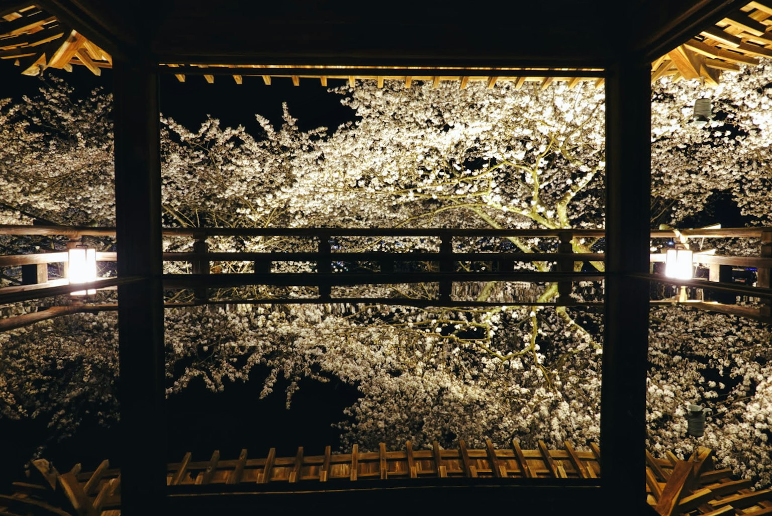 Vue de cerisiers en fleurs la nuit vue d'en bas avec des reflets et des lumières