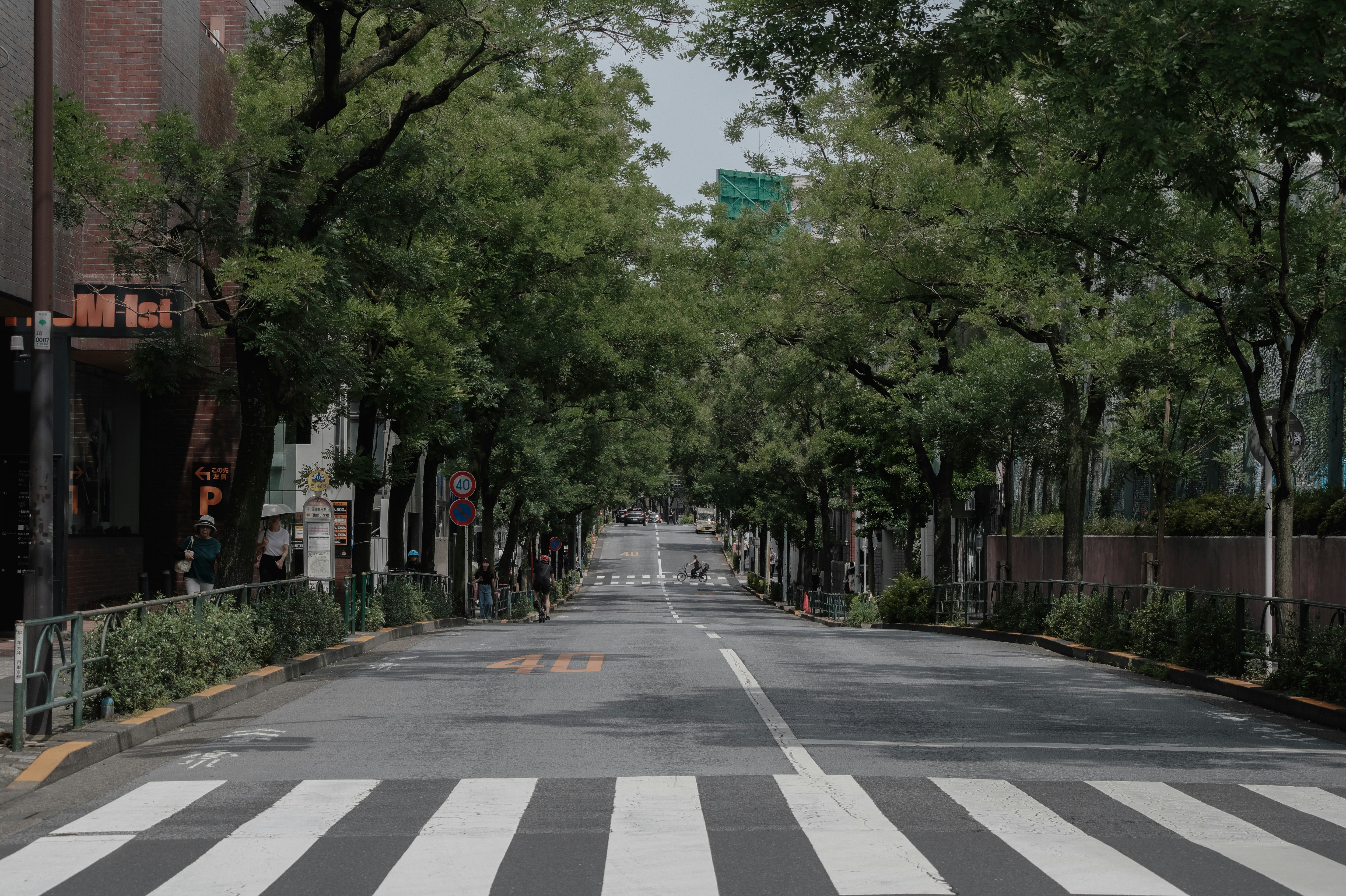 通往表參道的林蔭街道與斑馬線