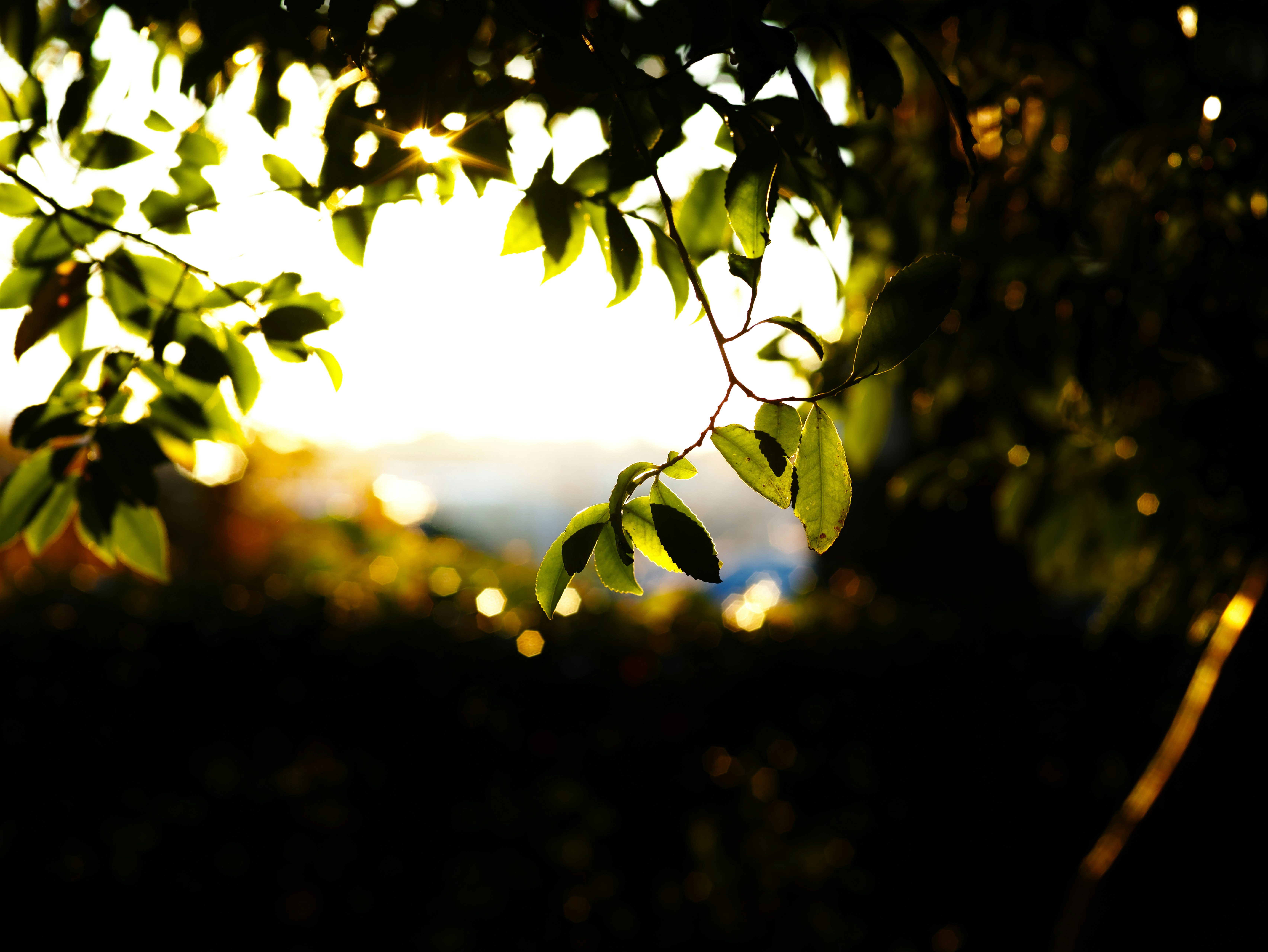 Feuilles d’arbre en silhouette face à une lumière de coucher de soleil