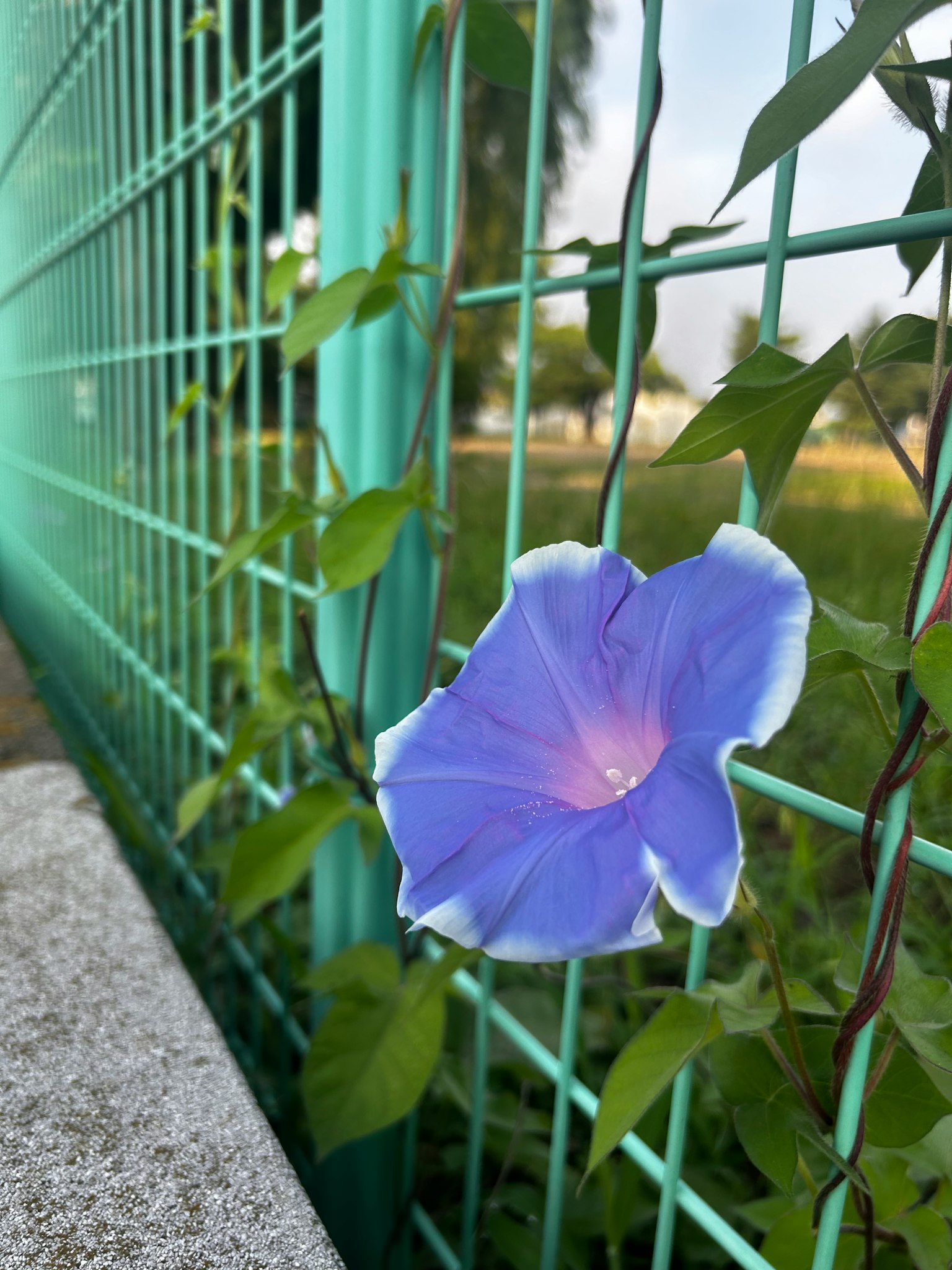 A blue morning glory flower climbing on a green fence