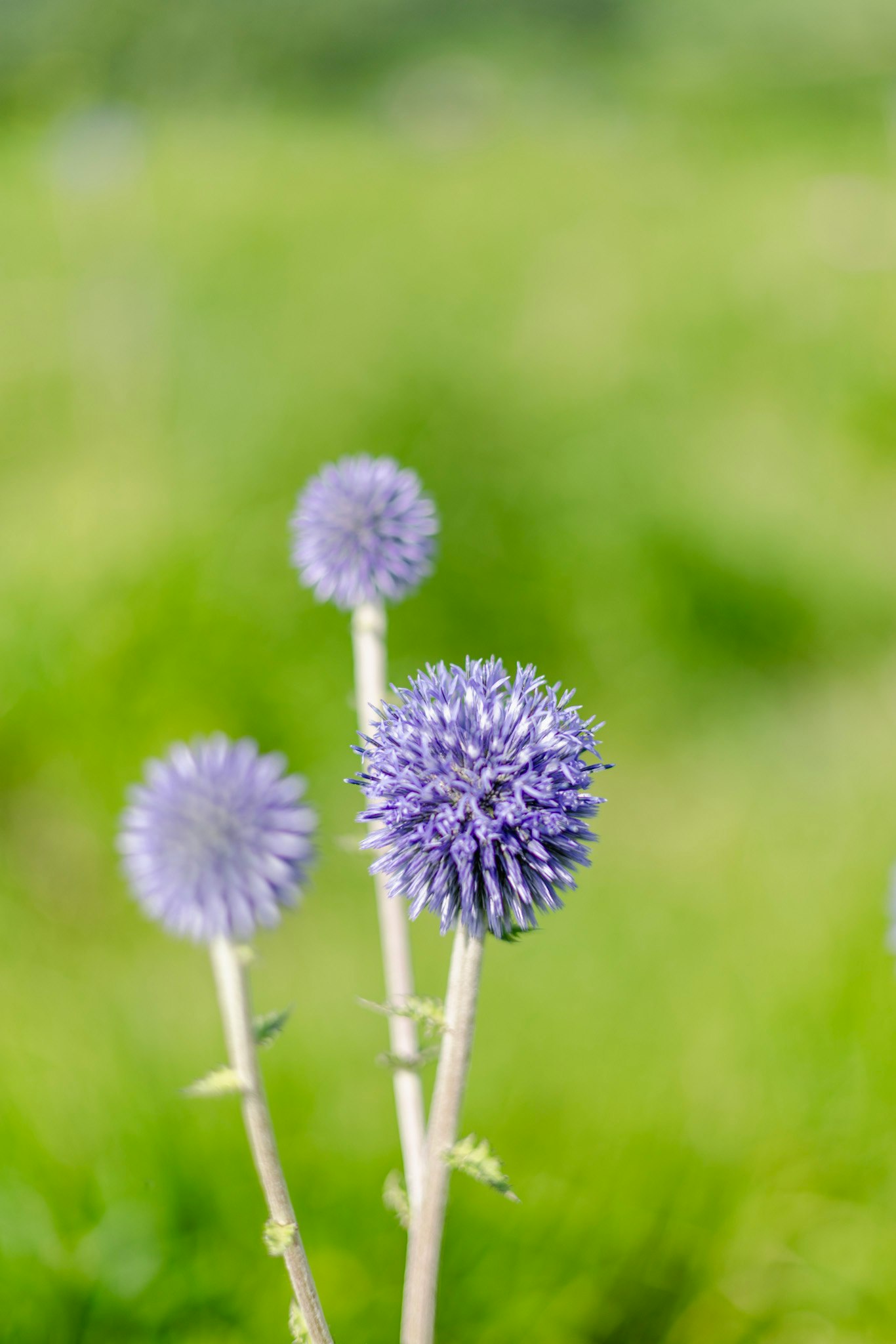 ヒゴタイの花が並ぶ草地のマクロ画像