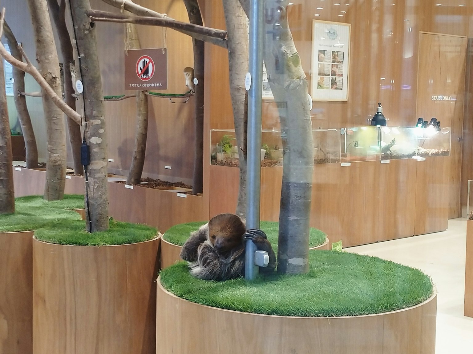 A small animal resting near a tree inside a glass enclosure