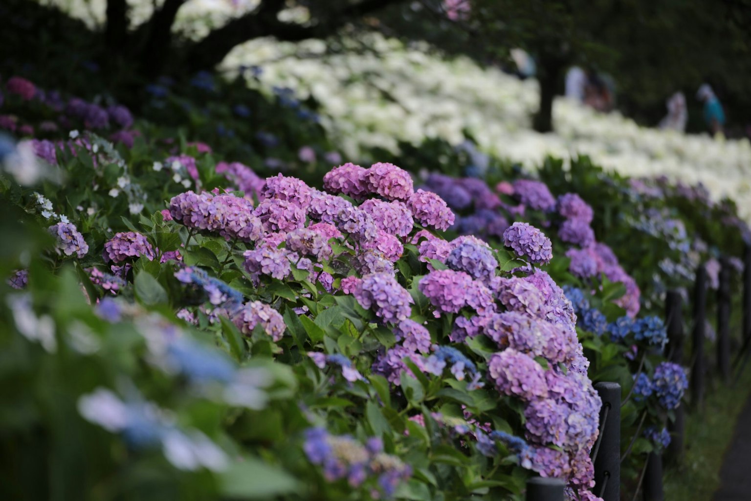 A garden scene featuring blooming hydrangeas in shades of pink and blue