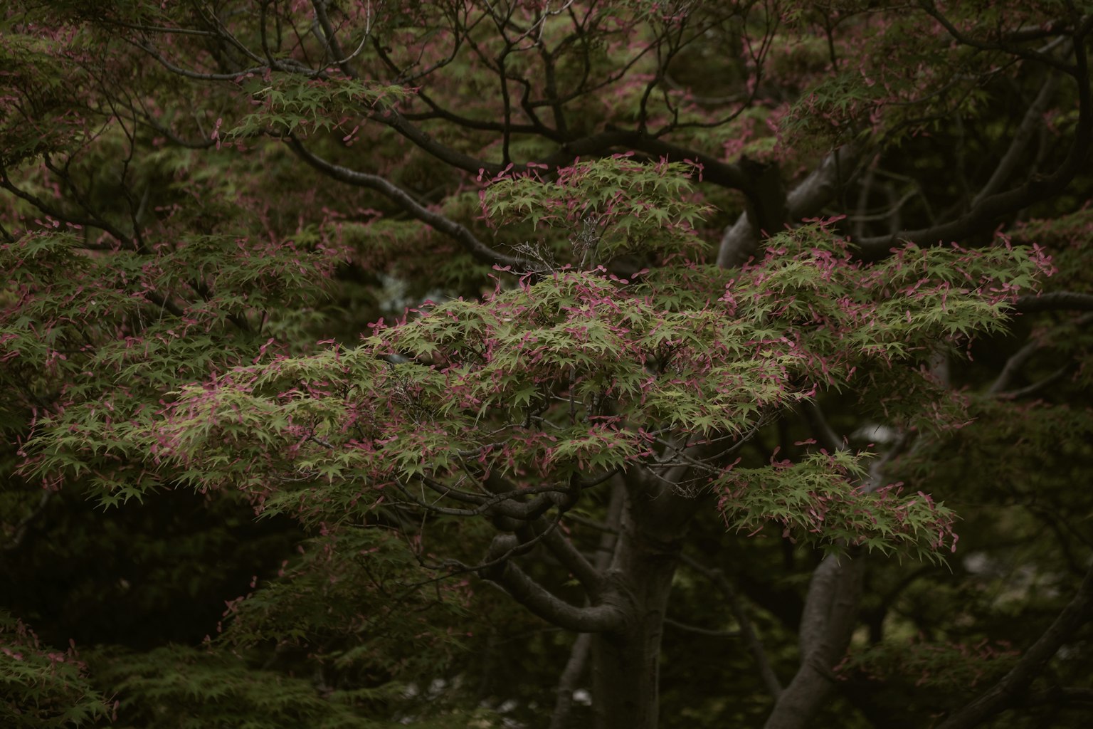 กิ่งไม้ที่มีใบสีเขียวและสีชมพูในพื้นหลังมืด